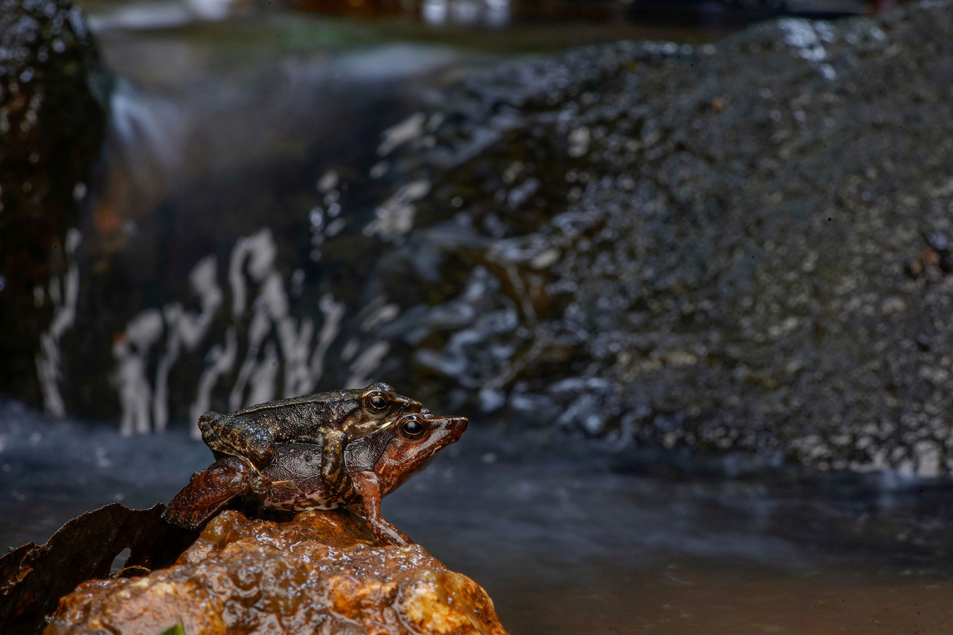 Dancing Frogs mating near a stream in the Western Ghats