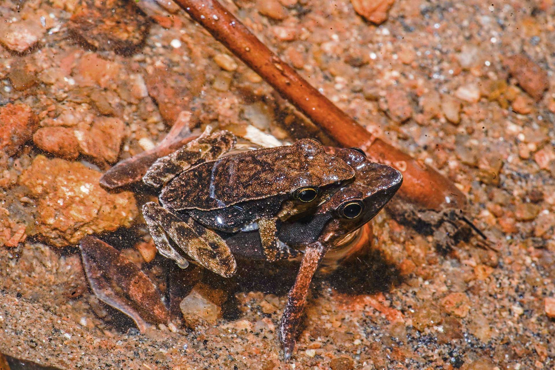 Dancing frogs laying eggs on the stream bed