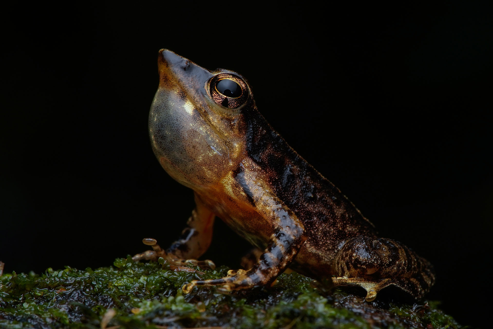 Beautiful Dancing Frog Micrixalus adonis