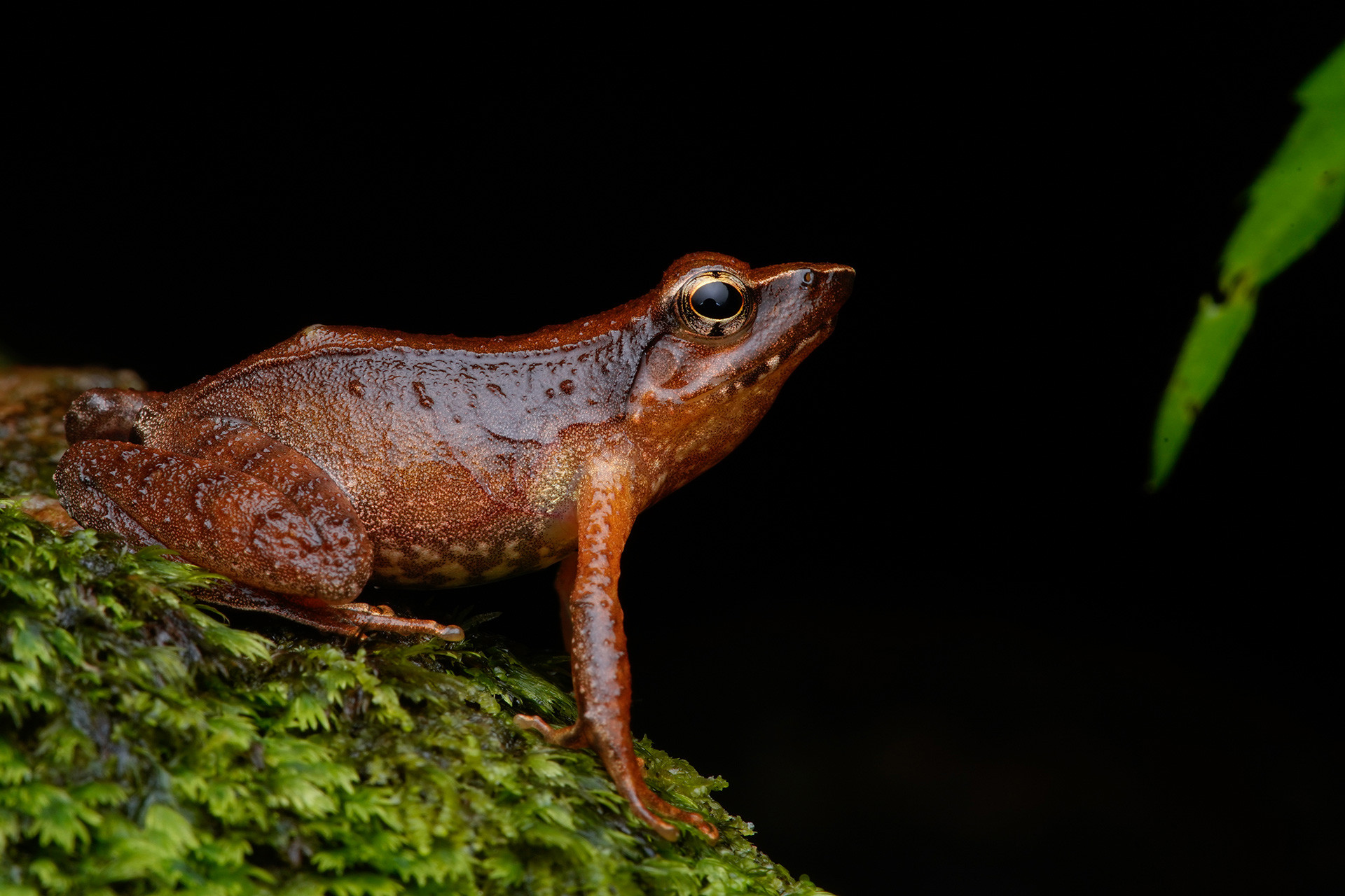 Female Beautiful Dancing Frog