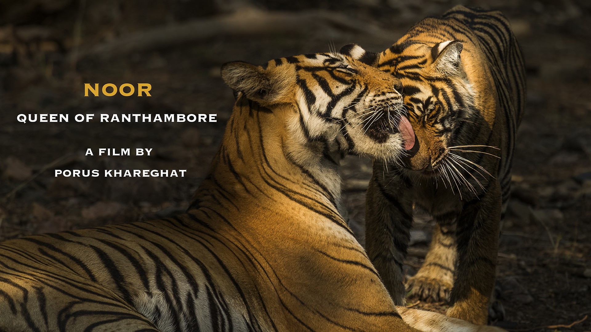 Noor a  i - Nature inFocus Film Awards 2019: The Winners | Nature inFocus