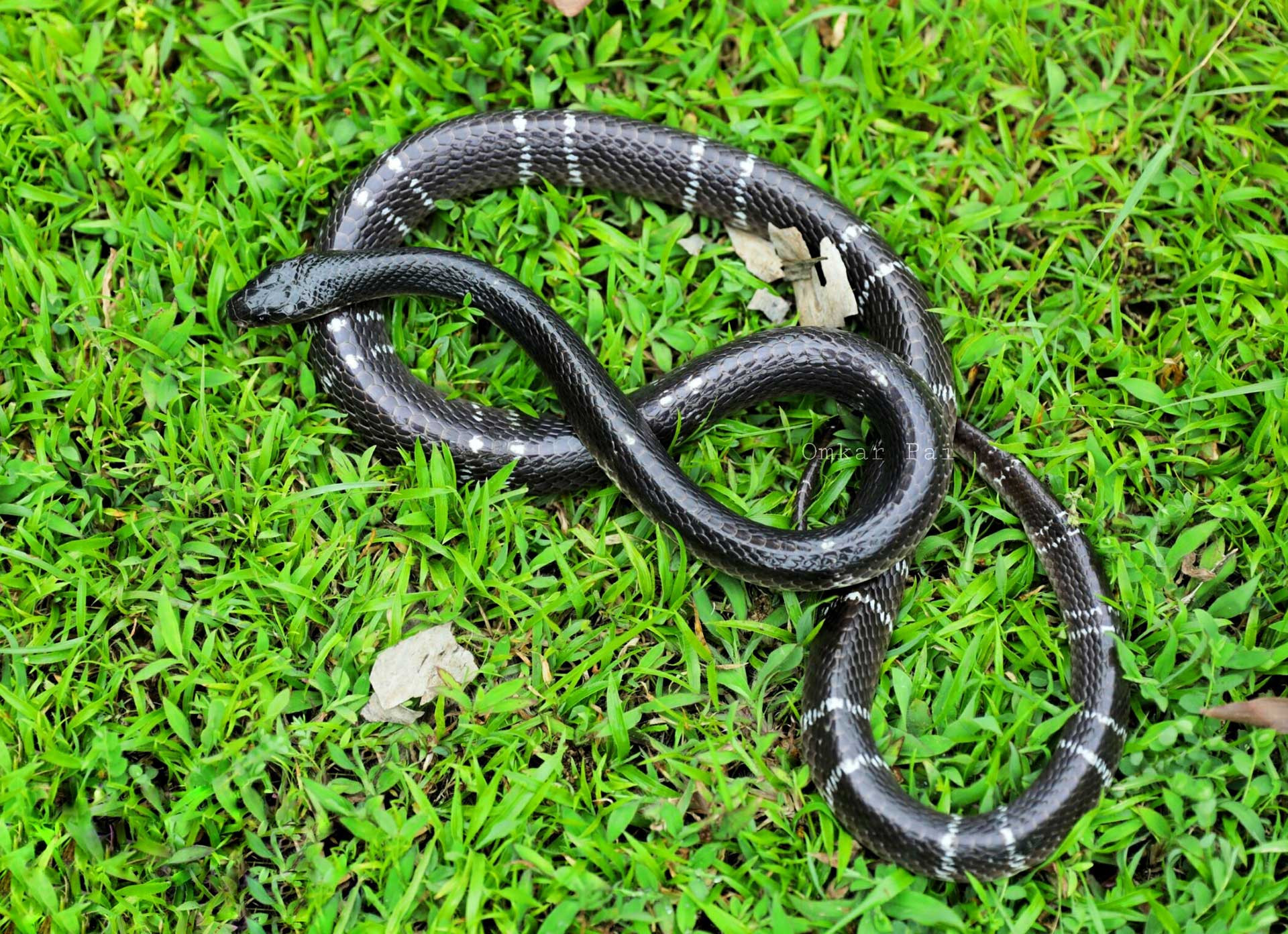  A snake from the Krait family | Nature inFocus