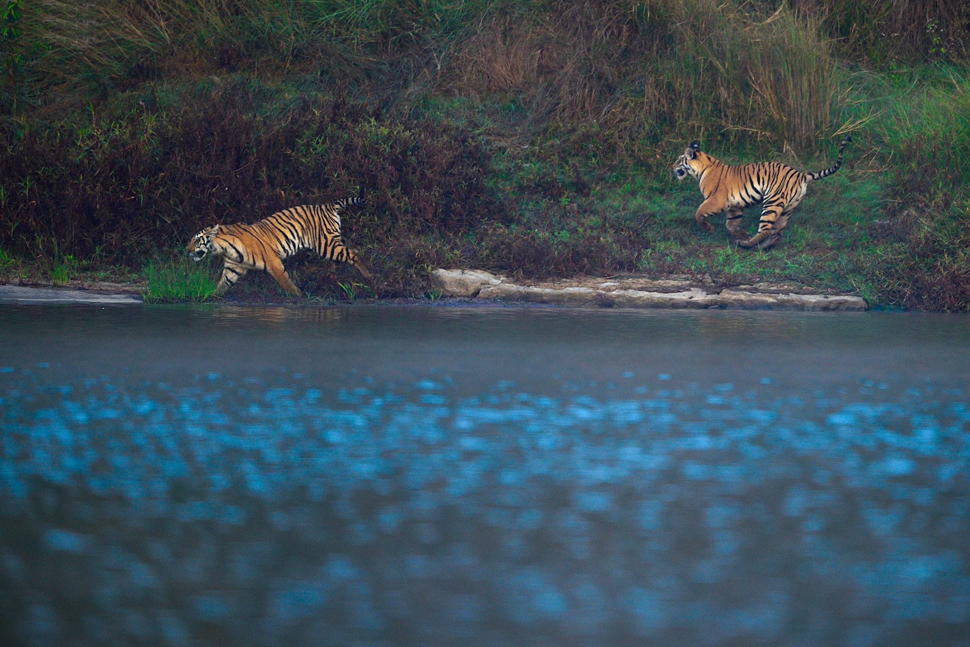 Bengal tiger cubs near Ken River in Panna forest