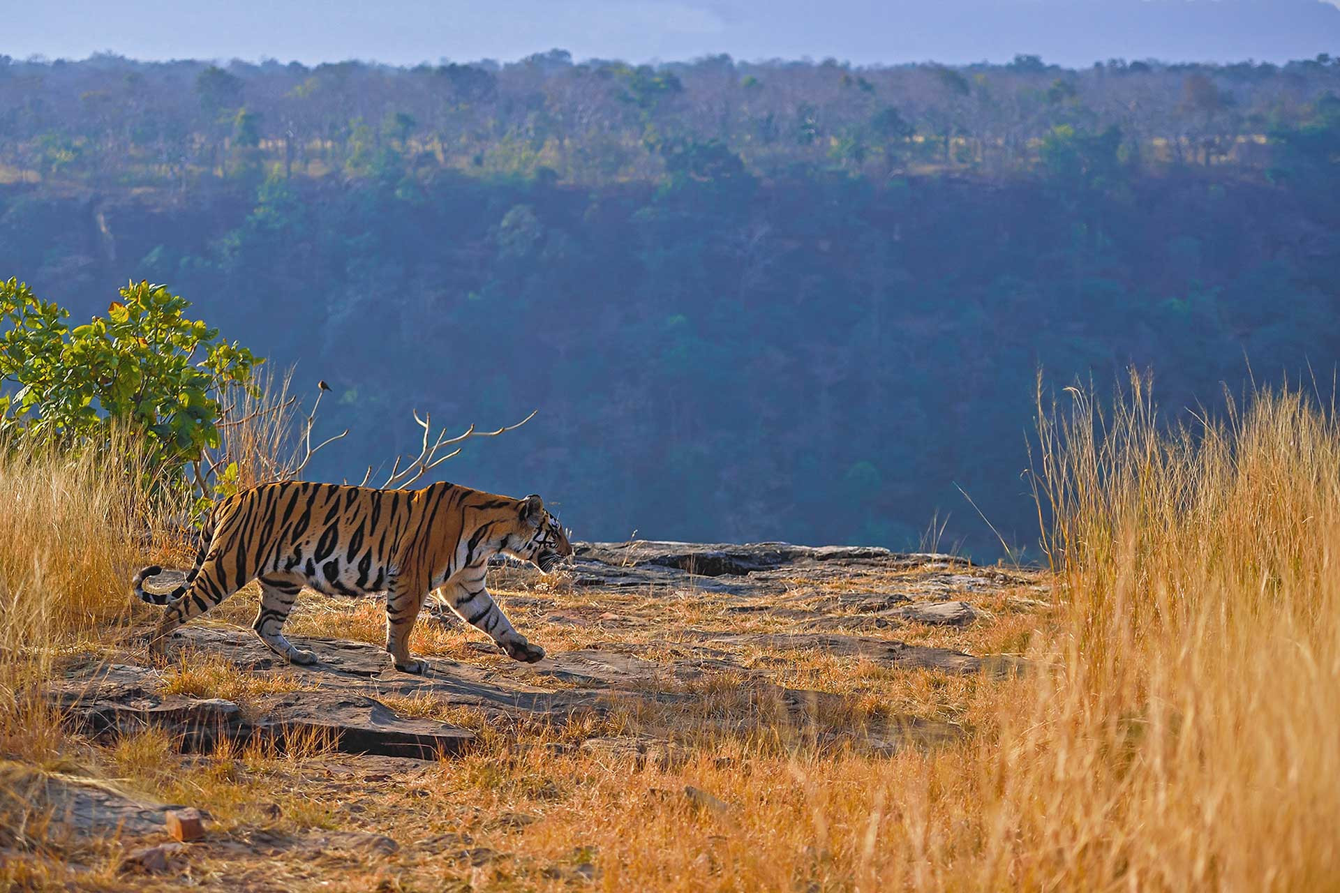Bengal Tiger near Chota Dhundwa in Panna Forest