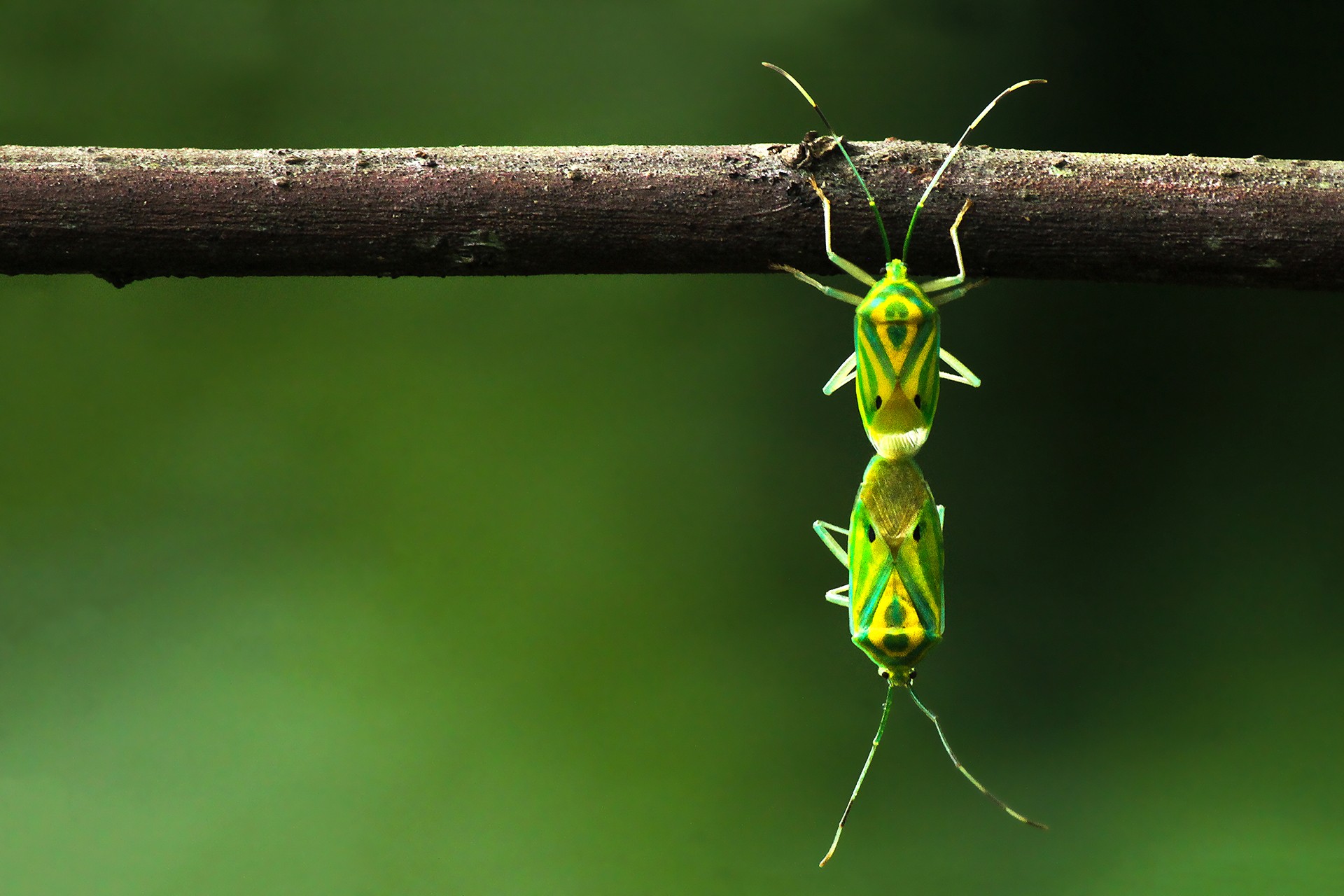 Partha protim chakraborty bugs rainforests - The Wild Nation – Rainforests | Nature inFocus