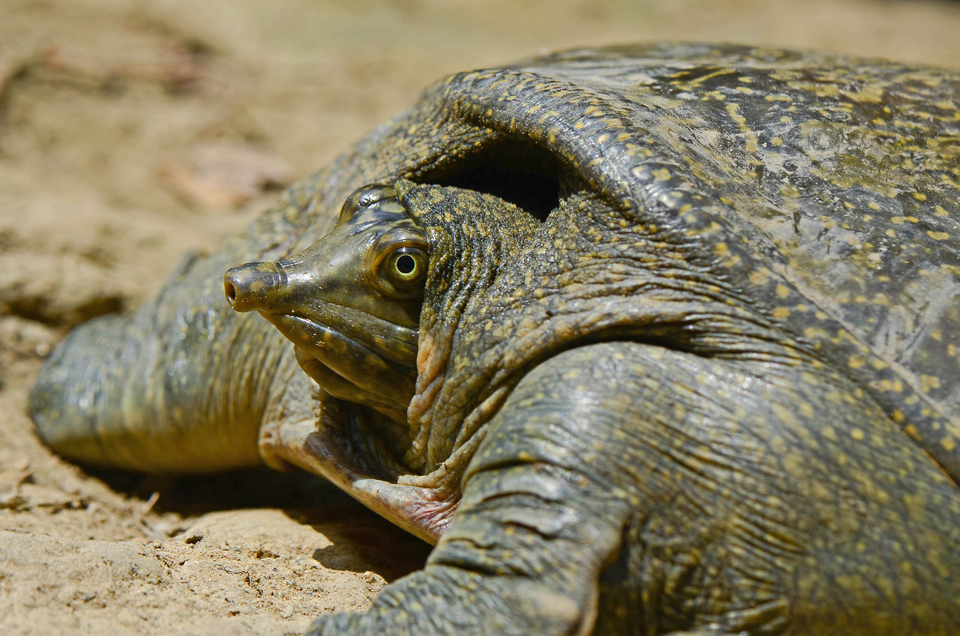 Peacock Softshell Turtle - Nilssonia hurum