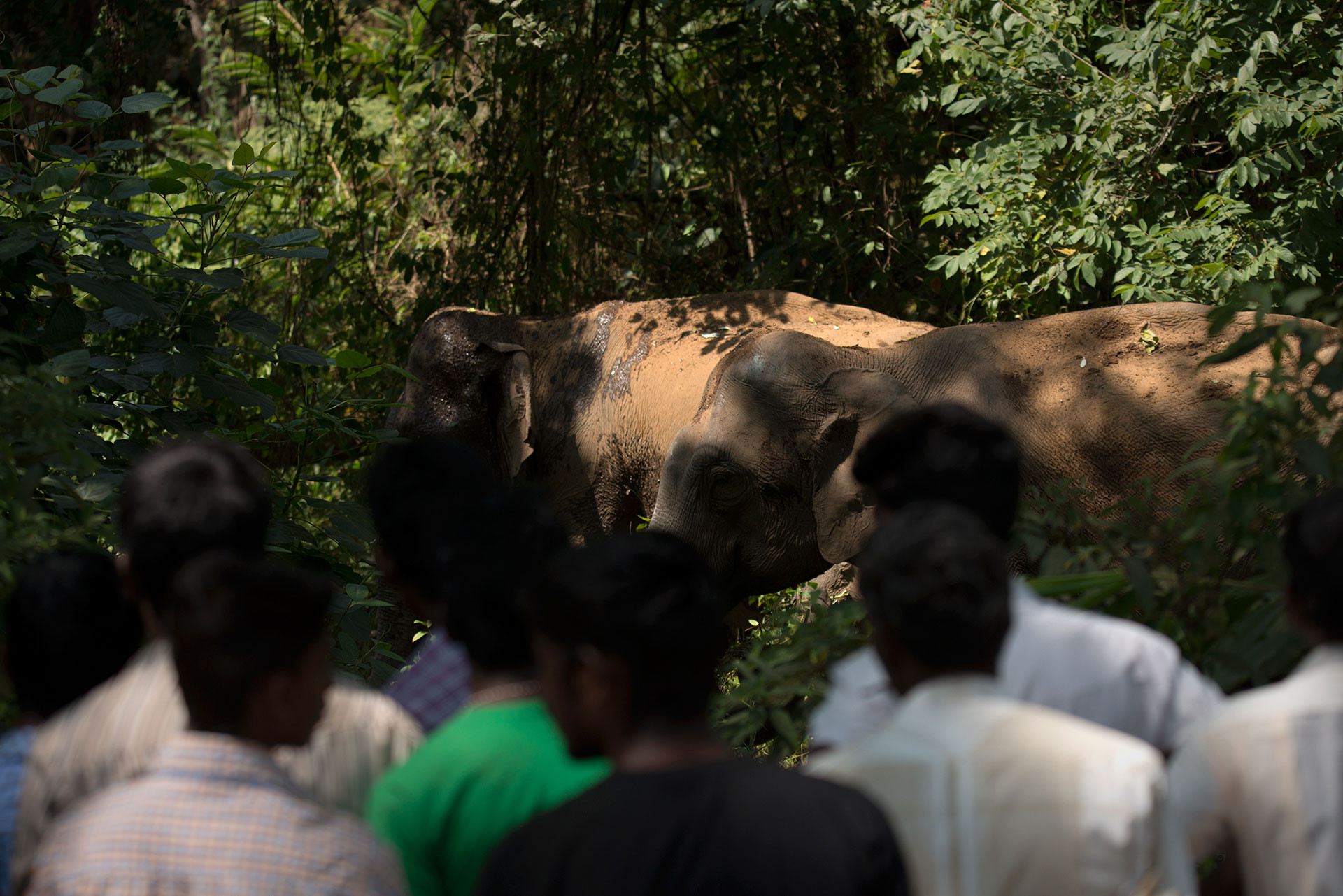 People Elephants GAN | Nature Infocus
