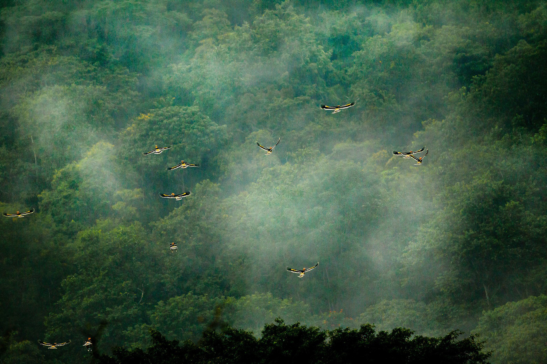 A flock of great hornbills in the Western Ghats