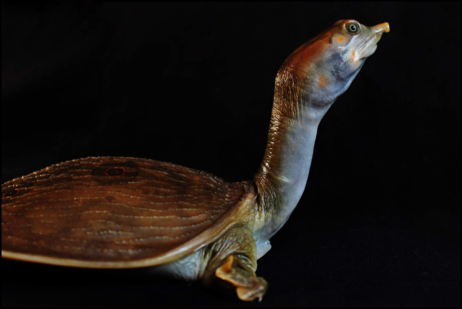Leith’s Softshell Turtle - Nilssonia leithii