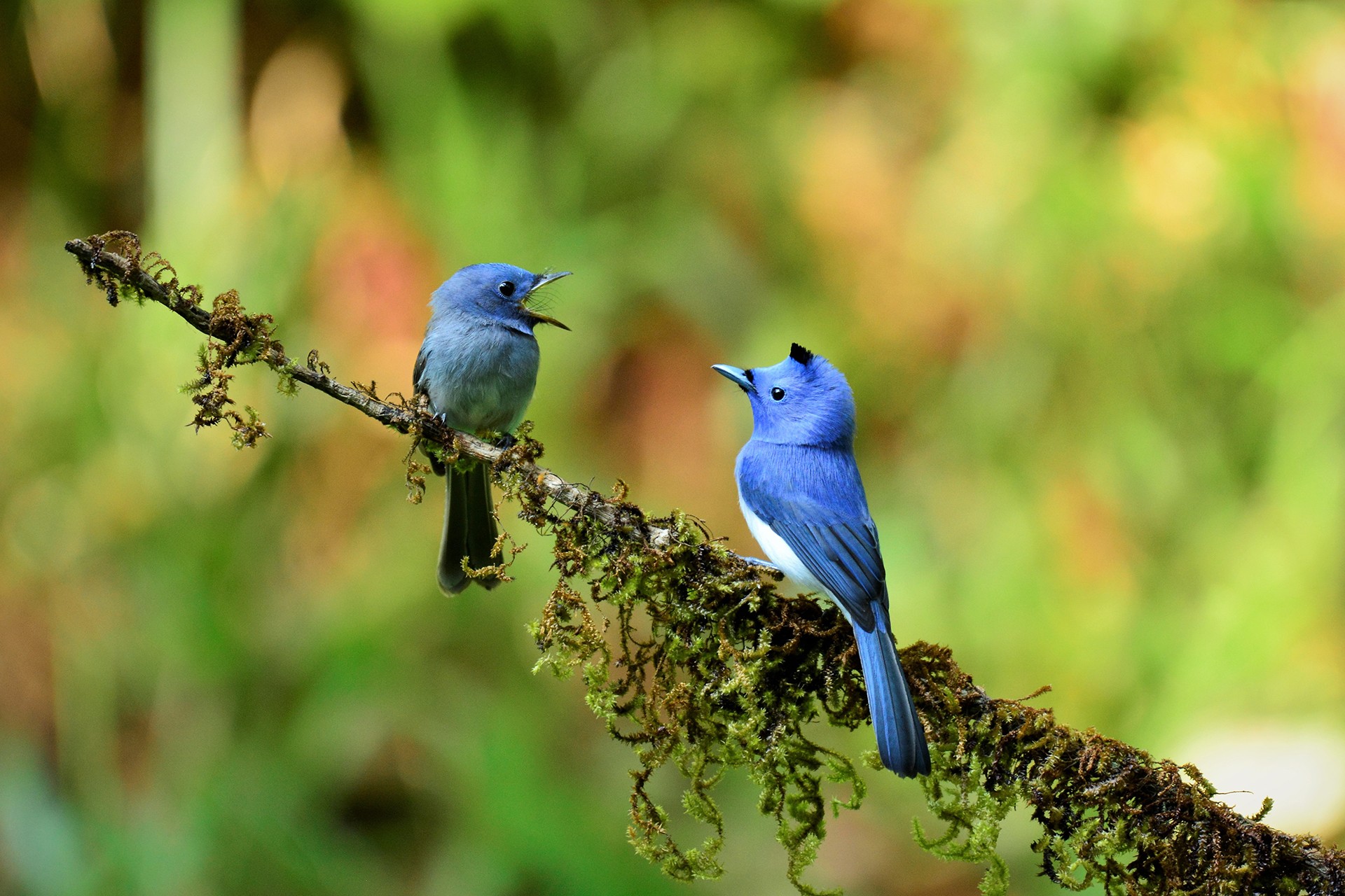 Rajiv basu monarch rainforest - The Wild Nation – Rainforests | Nature inFocus