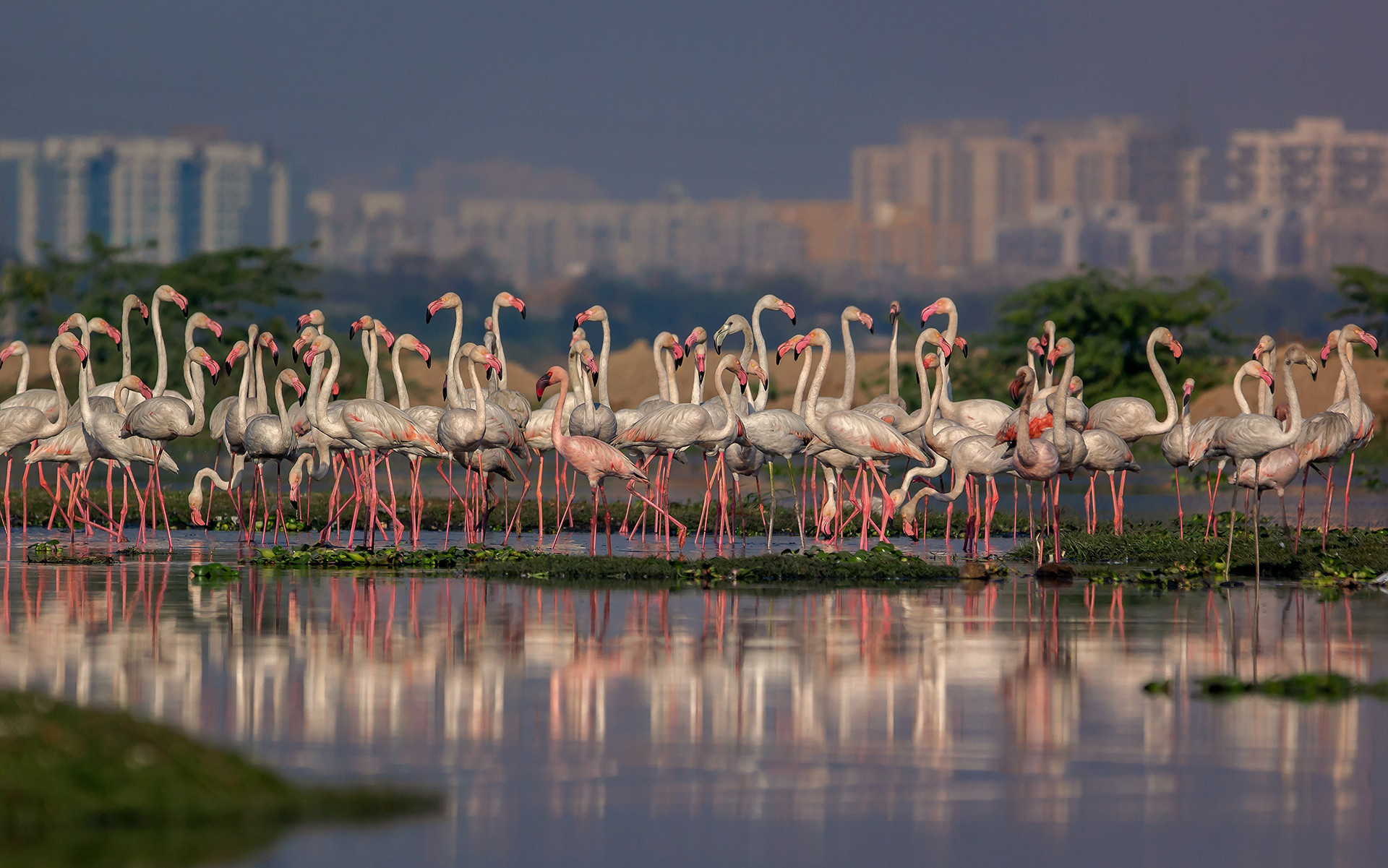 Ravi patel lrm export - #YearEnd: Our Favourite Stories Of 2020 | Nature inFocus