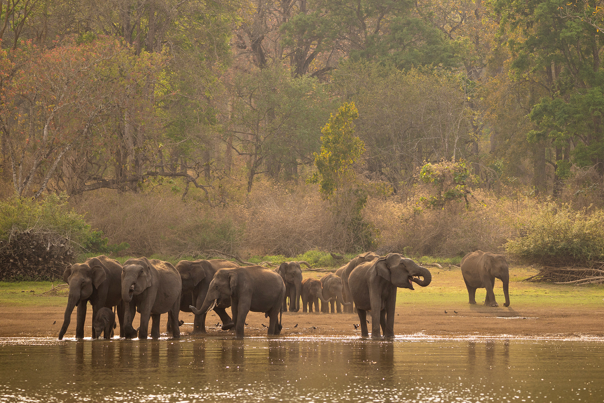 A herd of elephants drinking water in the backwaters of River Kabini