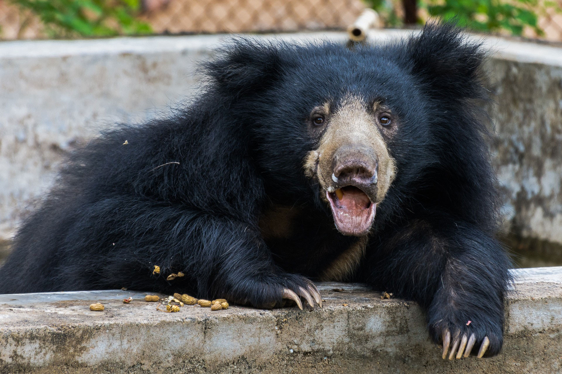 Sloth bear in Chandi Dongri Temple in Chhattisgarh
