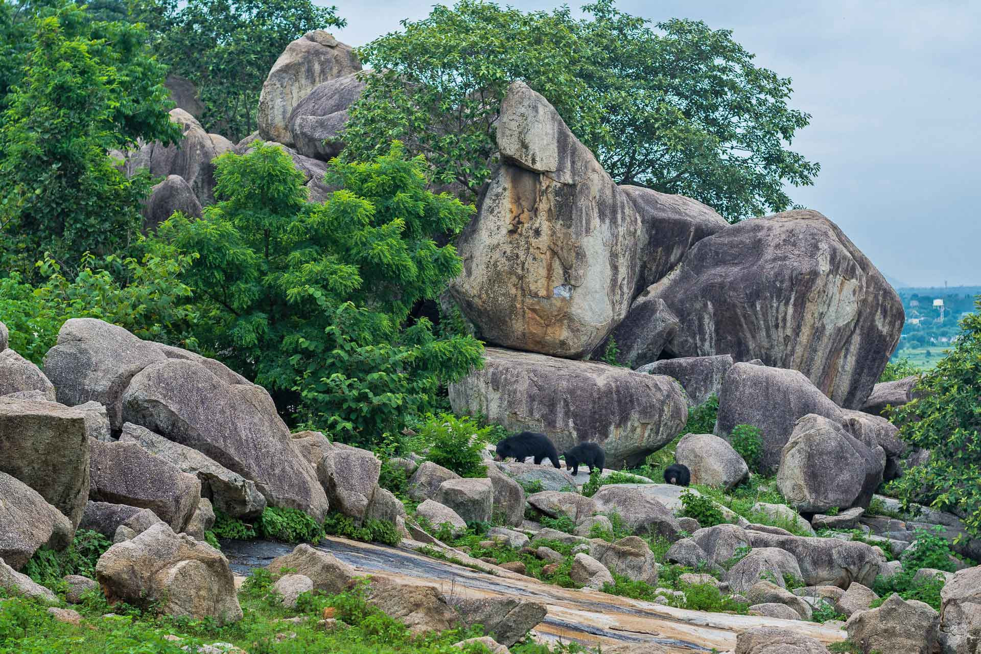 Wild Sloth Bears near the Chandi Mata Temple in Bagbahara Chhattisgarh