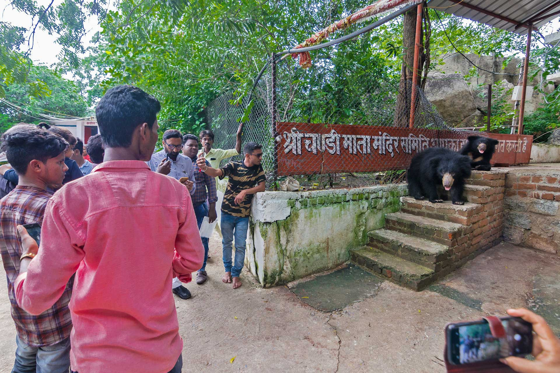Sloth bear with cubs at the Chandi Mata temple in Bagbahara