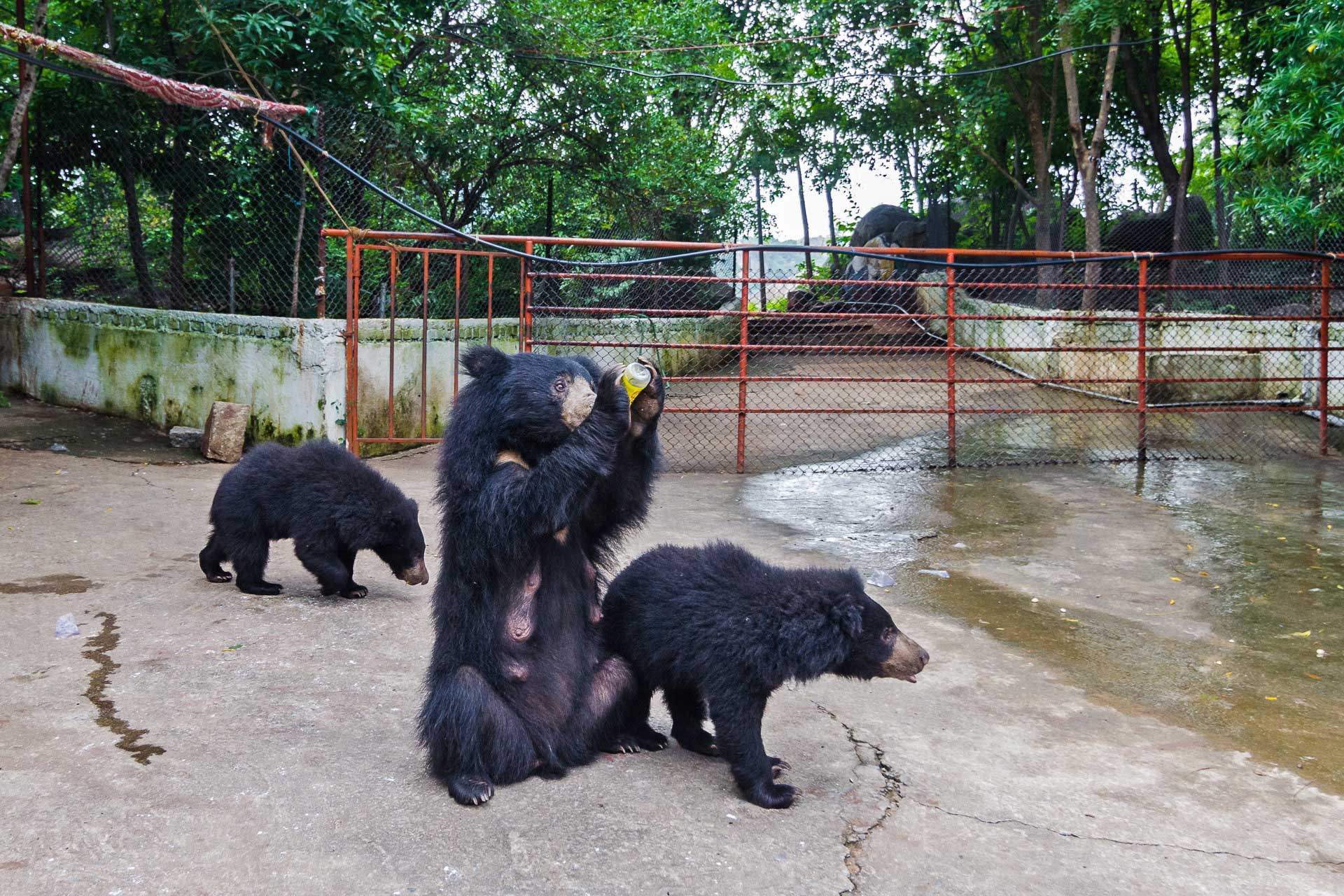 Wild Sloth Bears drinking bottled juice at Chandi Mata temple