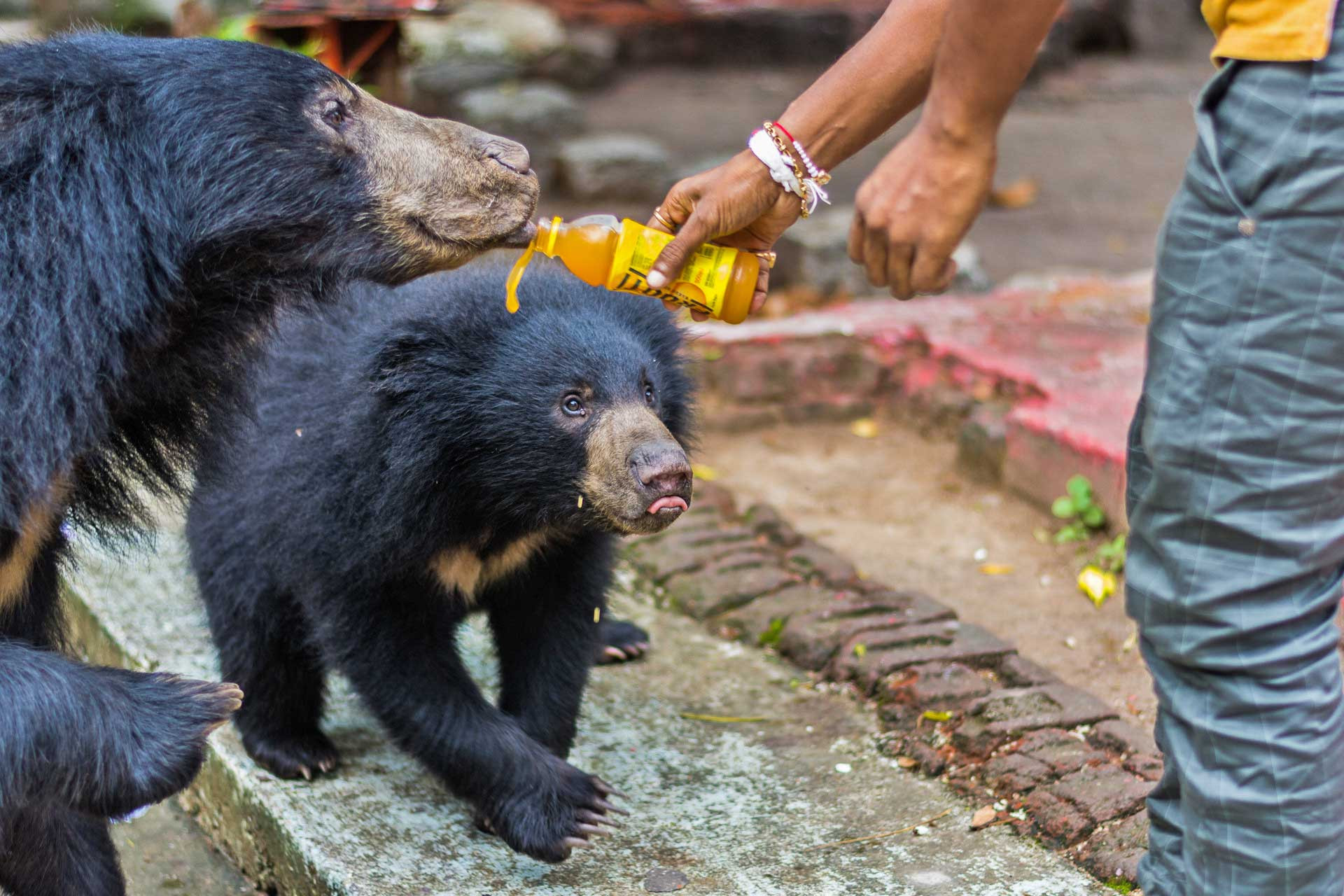Sloth Bears drinking bottled fruit juice at Chandi Mata temple