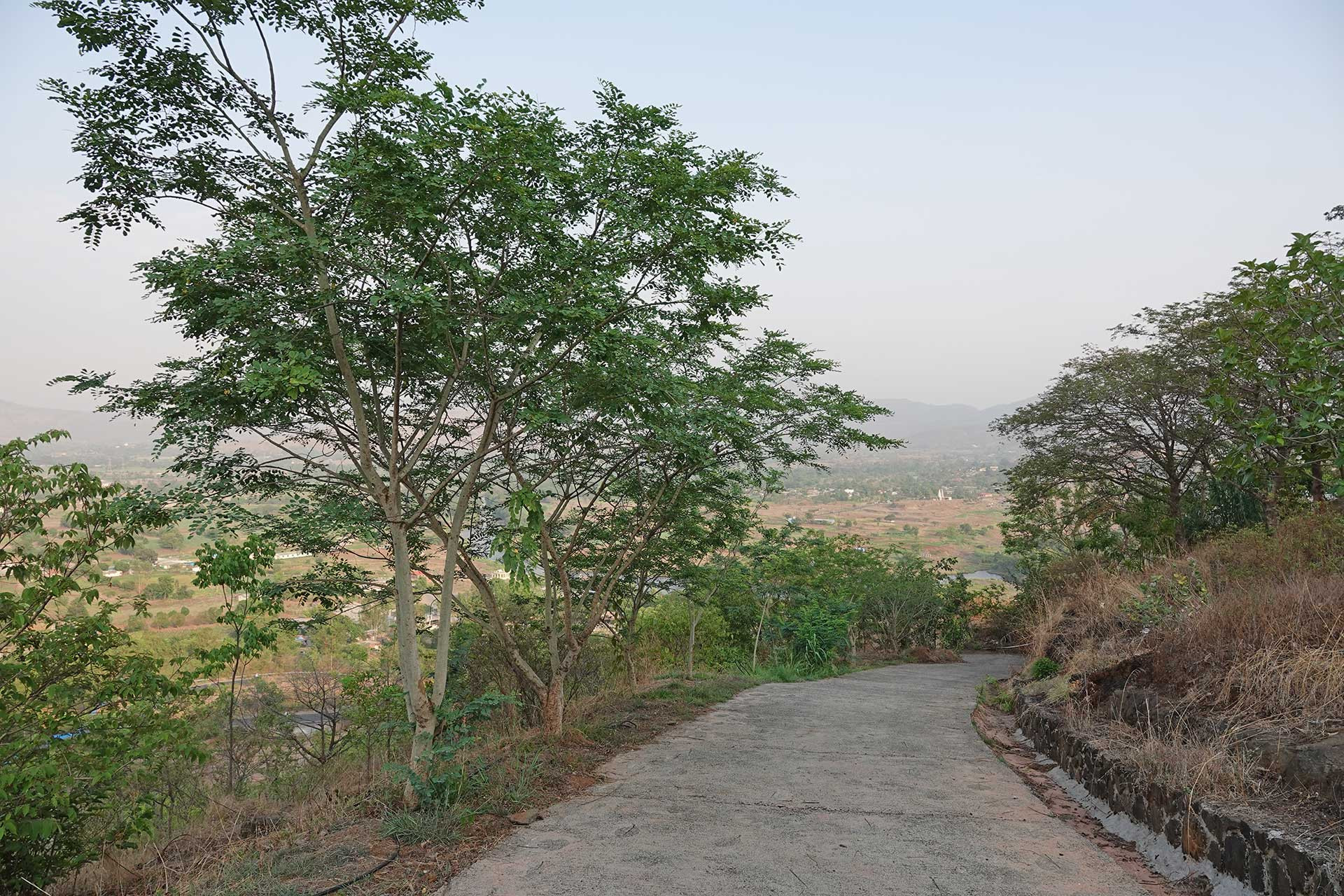 Road avenue planting at Pavana | Nature Infocus