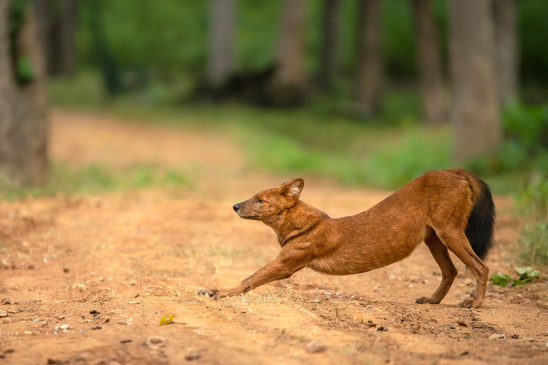 Rohit Varma WildCanids K | Nature Infocus