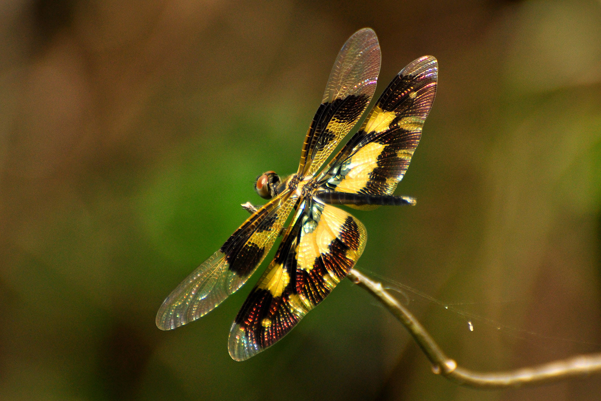 RR DSC hires | Nature Infocus