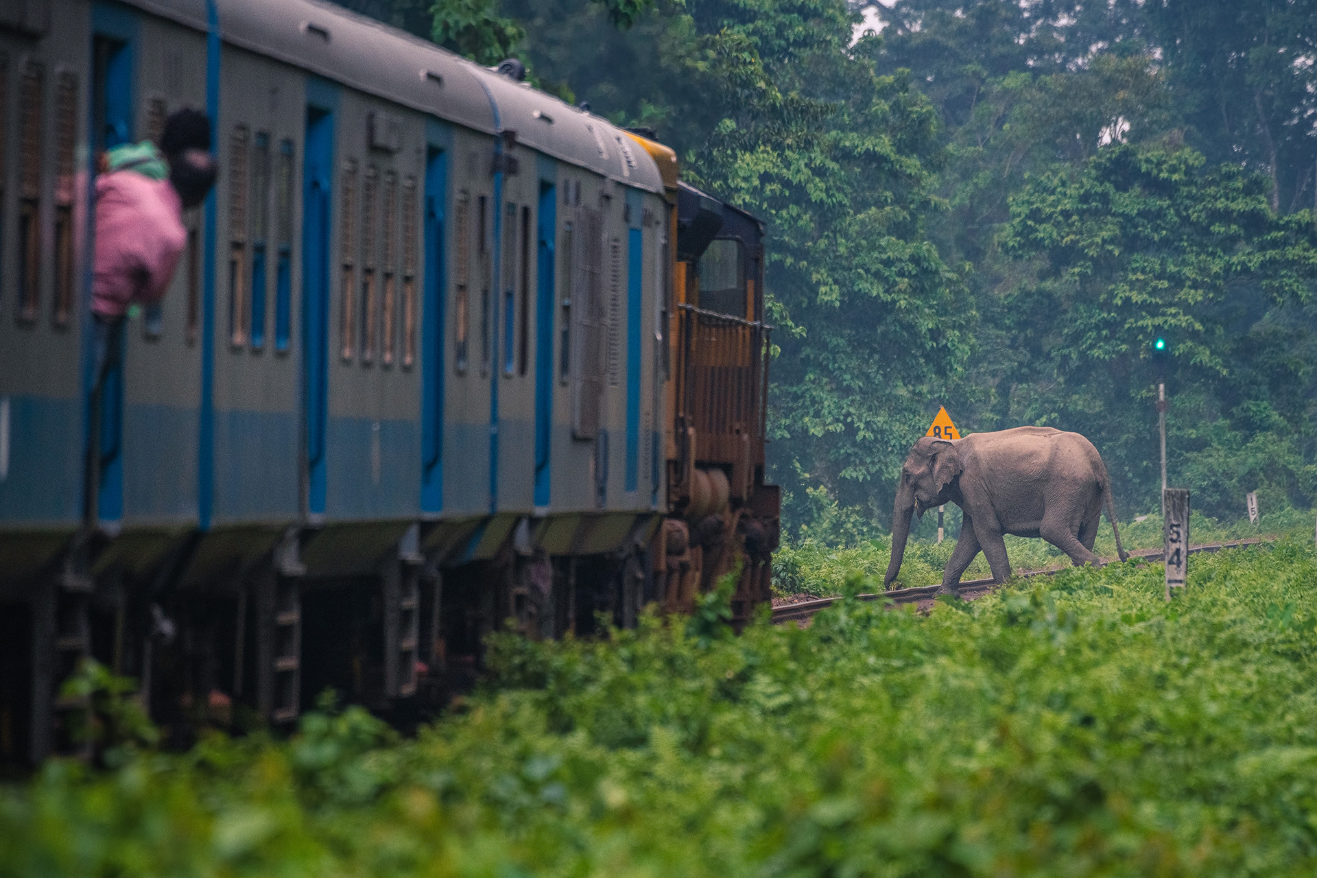 Elephant on a railway track in Buxa Tiger Reserve, West Bengal