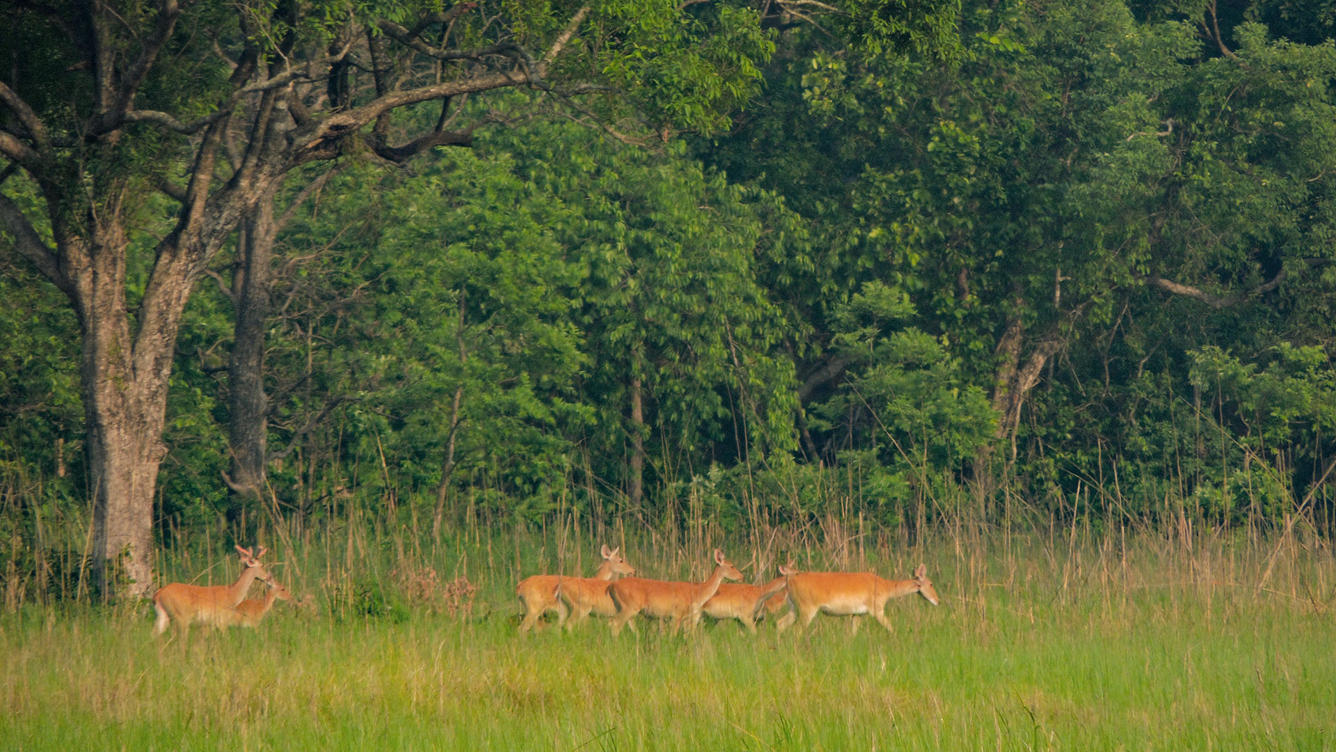 RW Pic | Nature Infocus