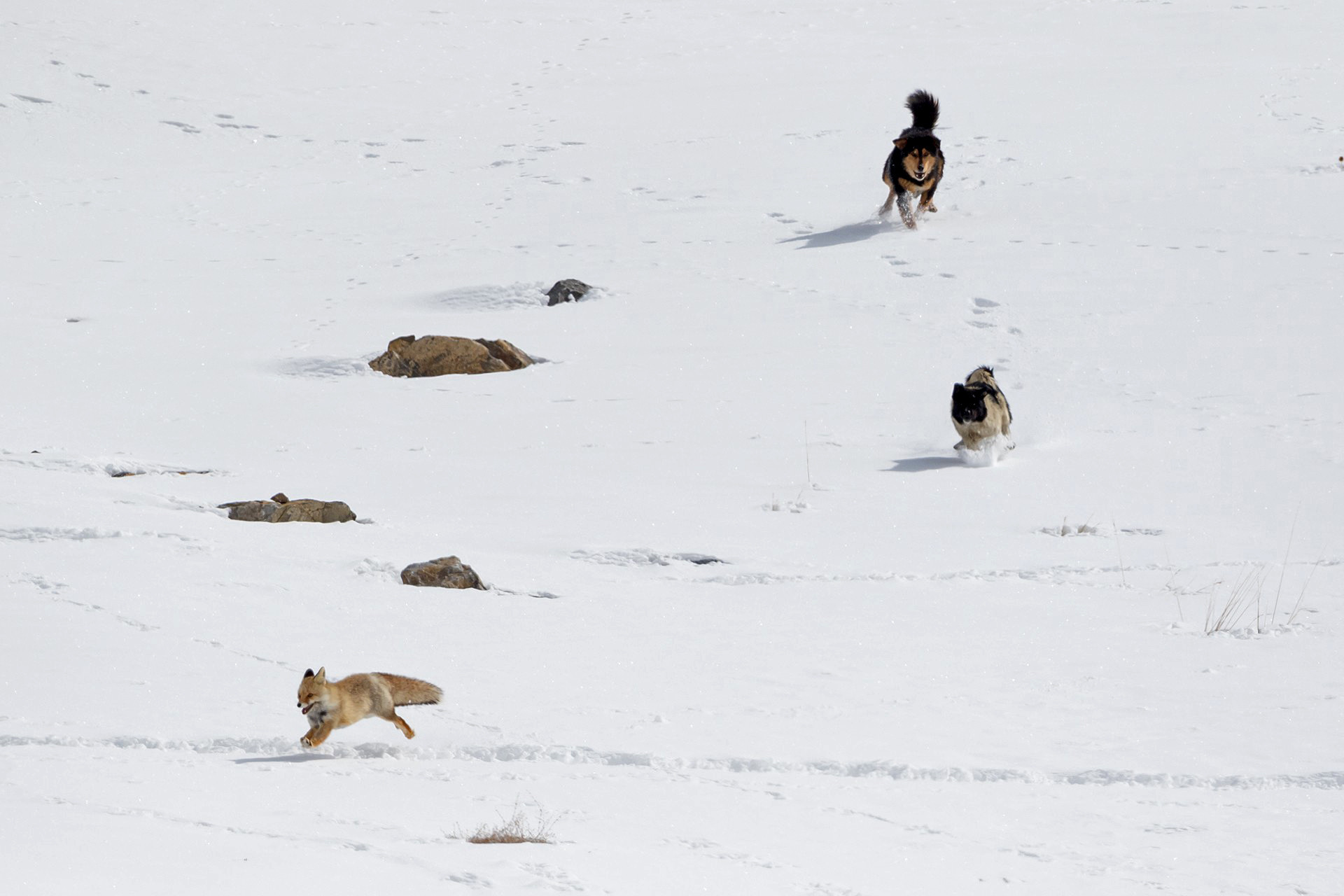 Red Fox being attacked and chased by feral dogs in Himalayas