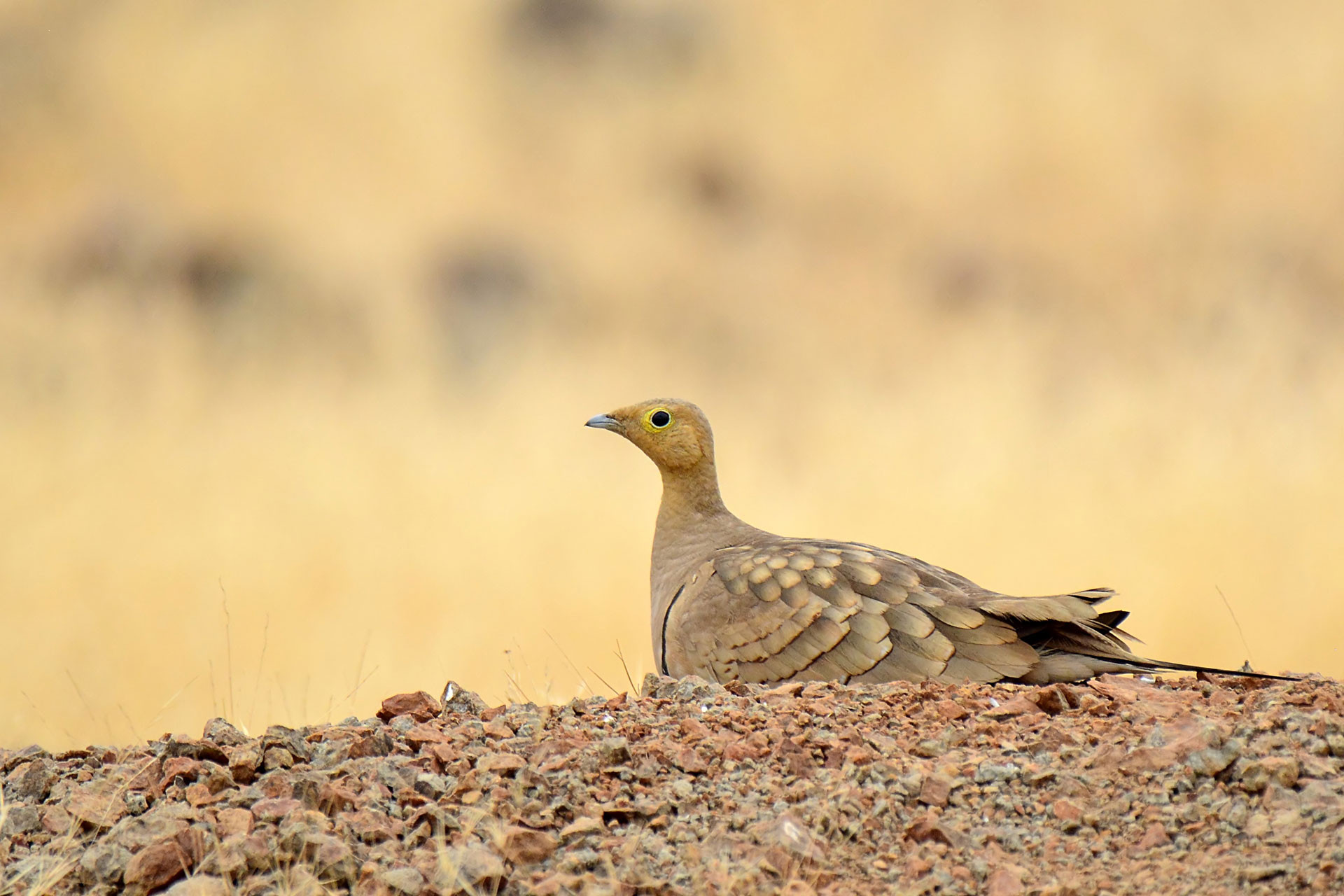Sandgrouse Sonkhaliya | Nature Infocus