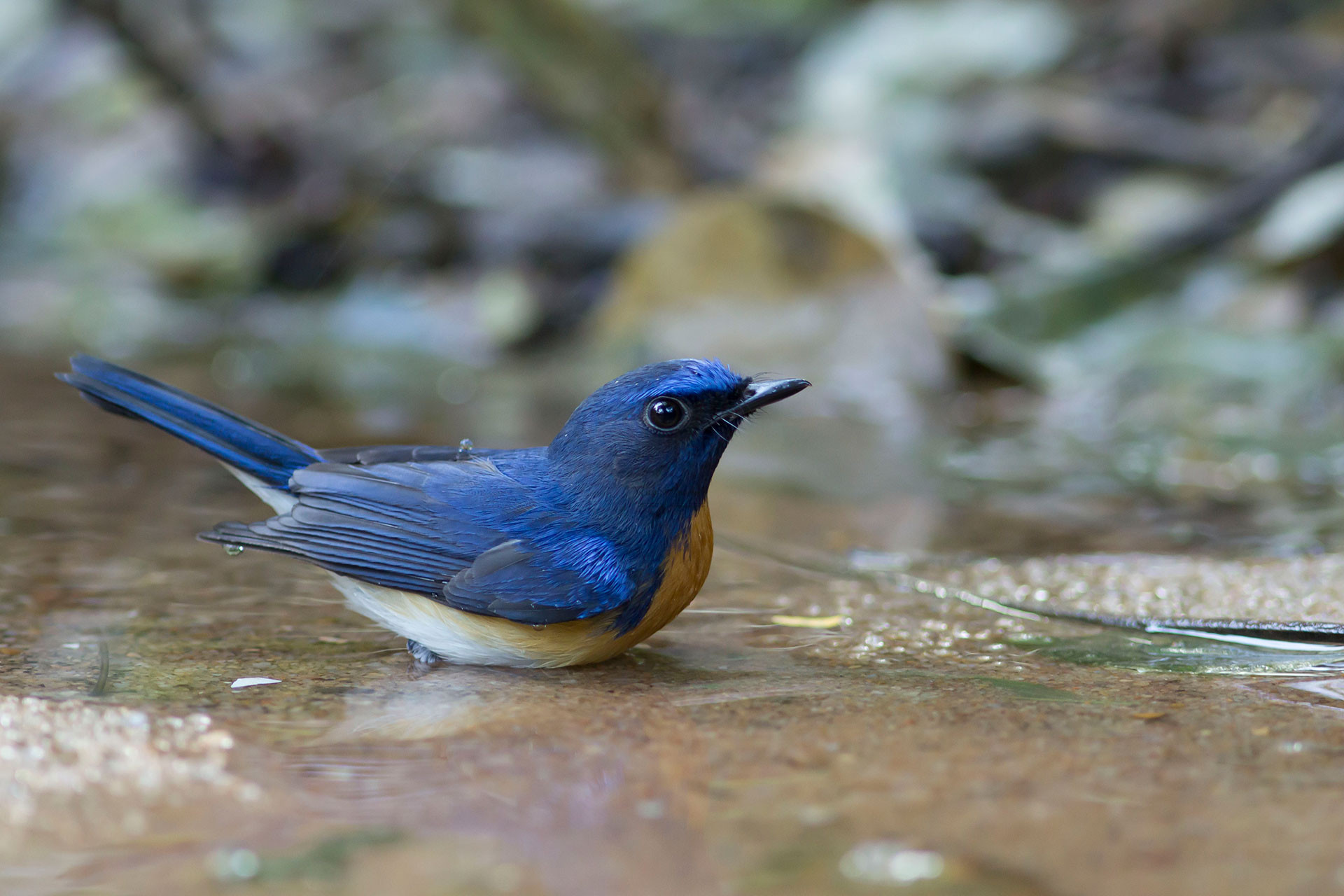      Blue-throated Flycatcher (Cyornis rubeculoides) | Nature inFocus