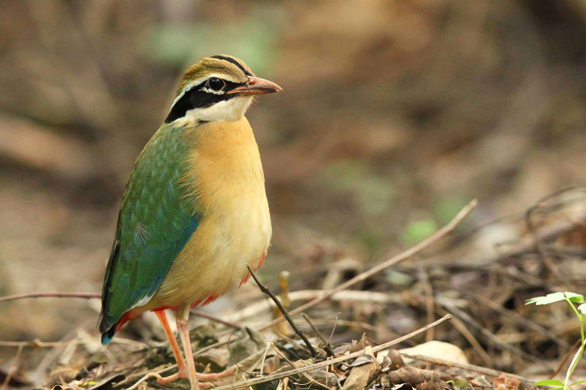 Indian Pitta (Pitta brachyura)  | Nature inFocus