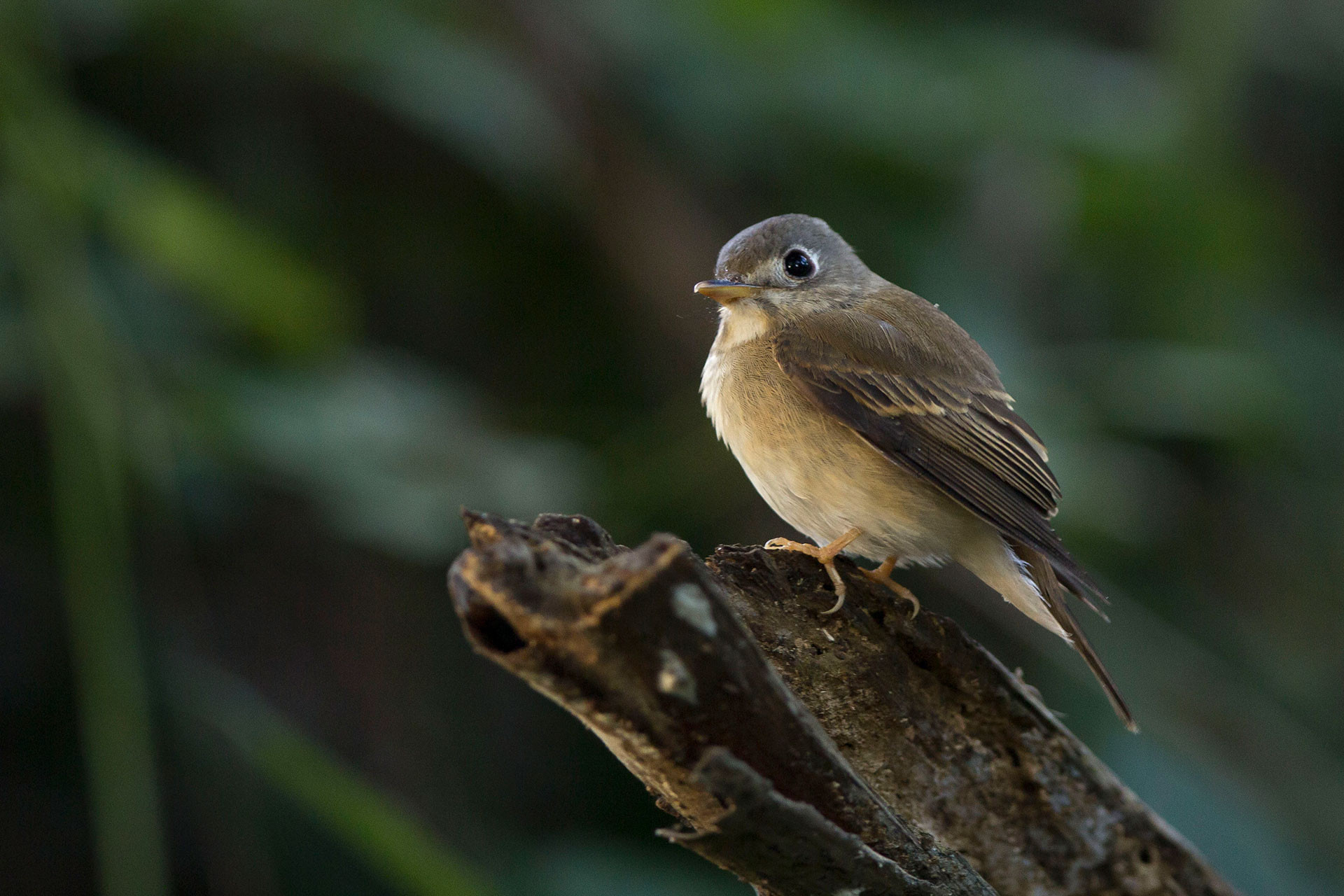 Brown-breasted Flycatcher (Muscicapa muttui) | Nature inFocus