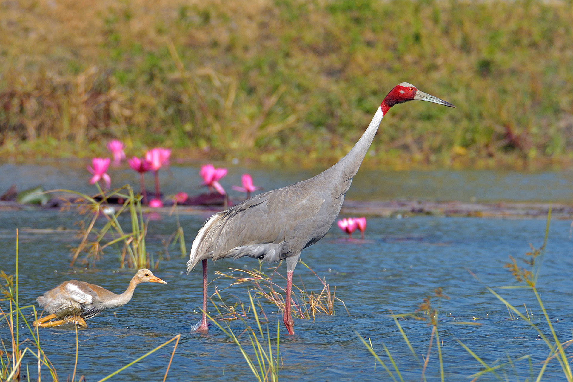      Sarus Crane Ritesh Khabia | Nature Infocus