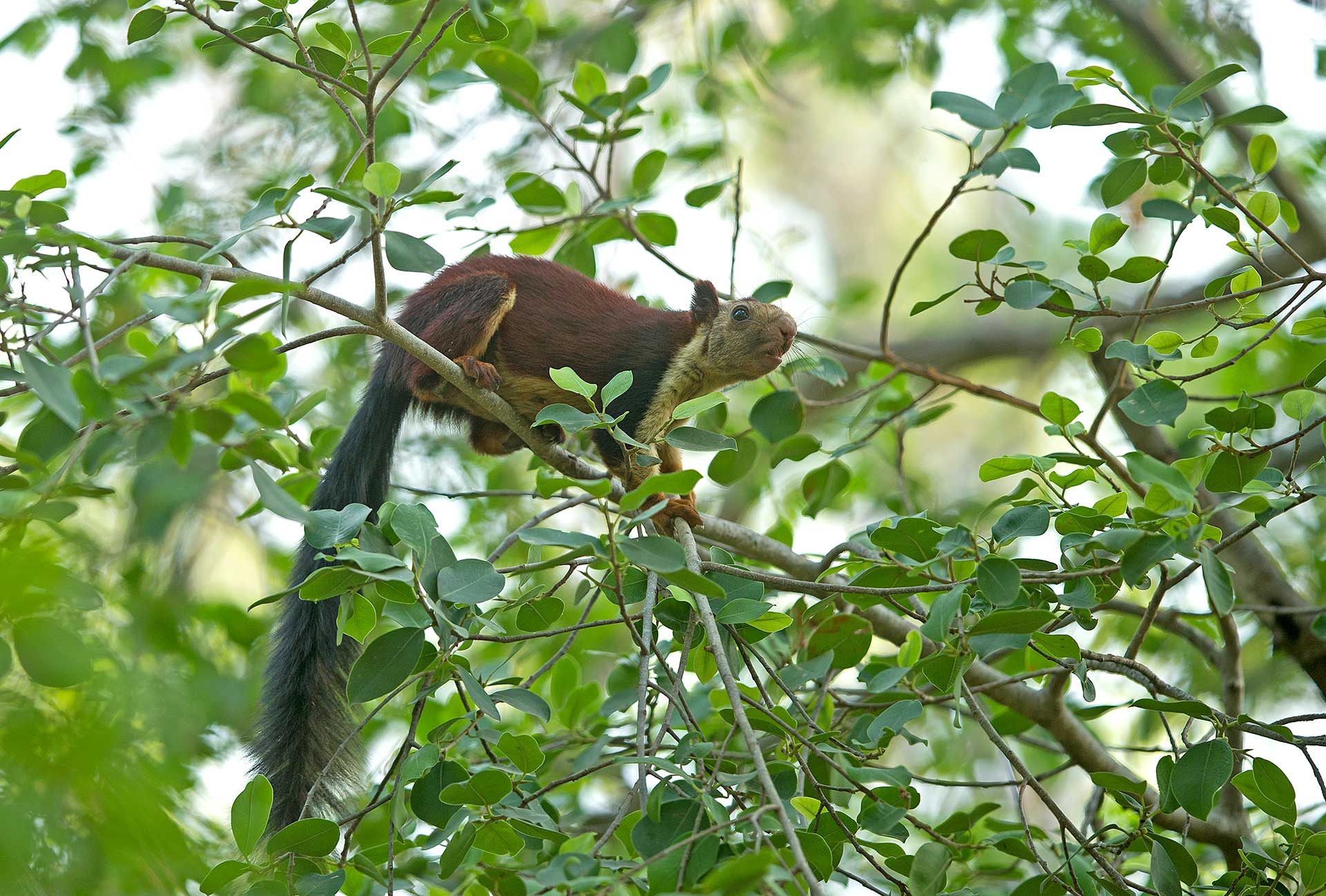 Malabar Giant Squirrel on a tree in Satpura
