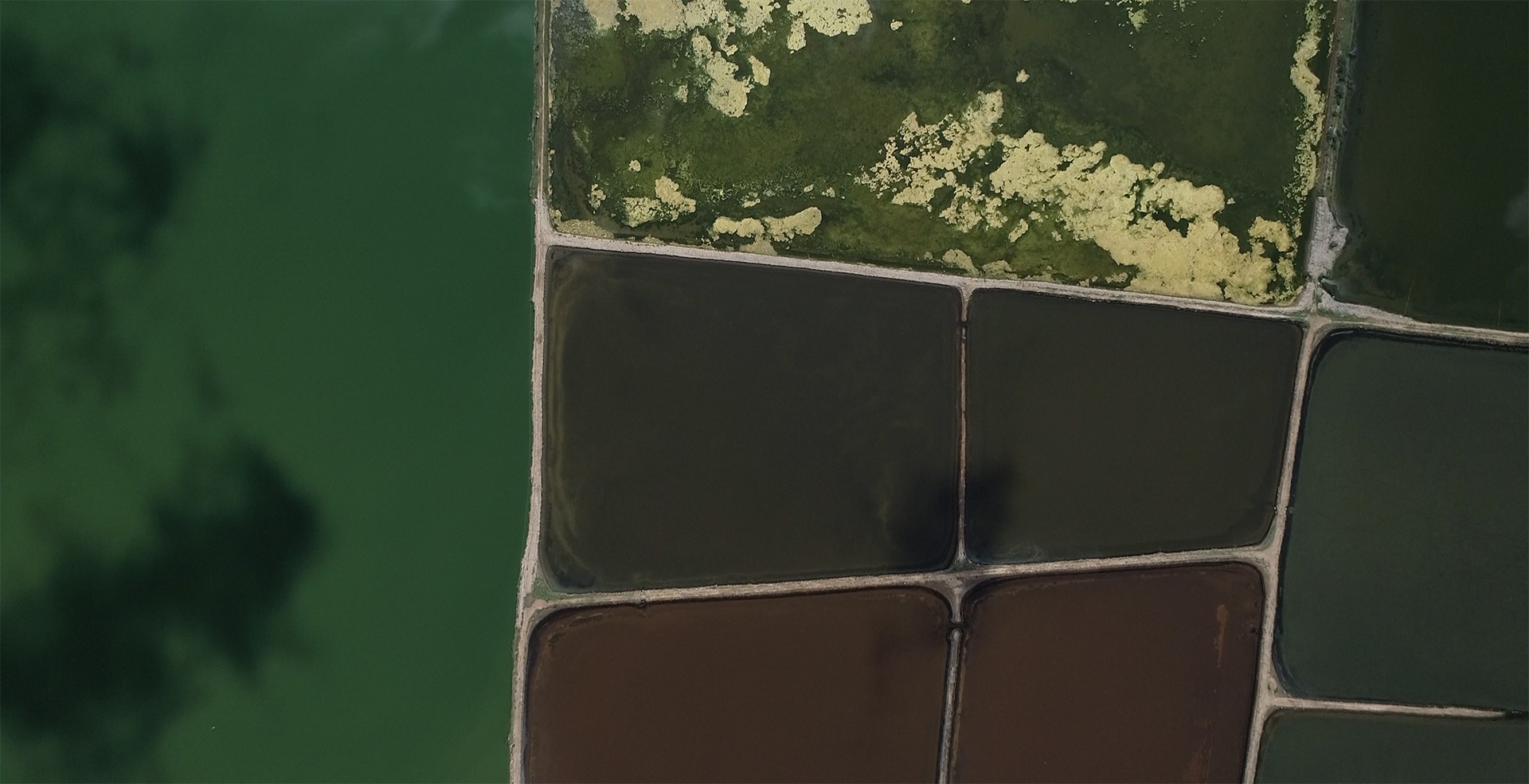 Screen shot at pm copy - Reminiscing Wetlands | Nature inFocus