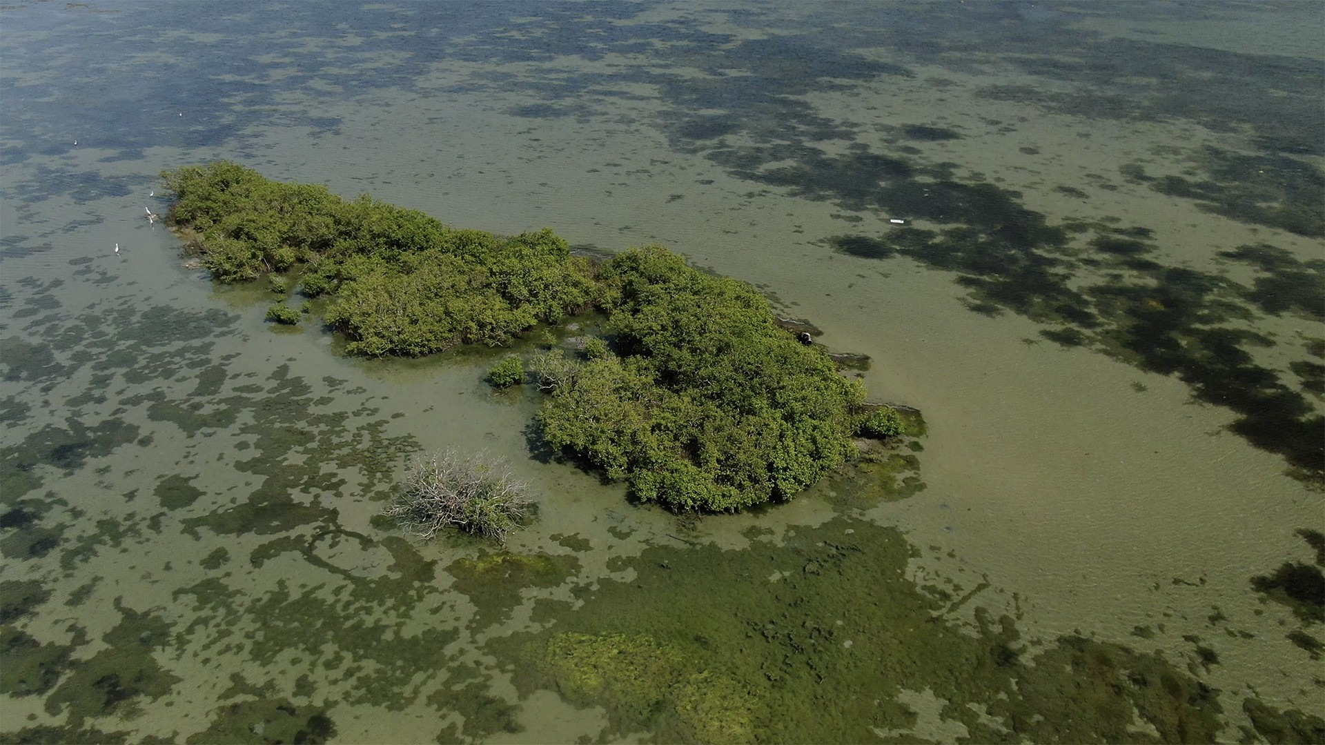 Screen shot at pm copy - Reminiscing Wetlands | Nature inFocus