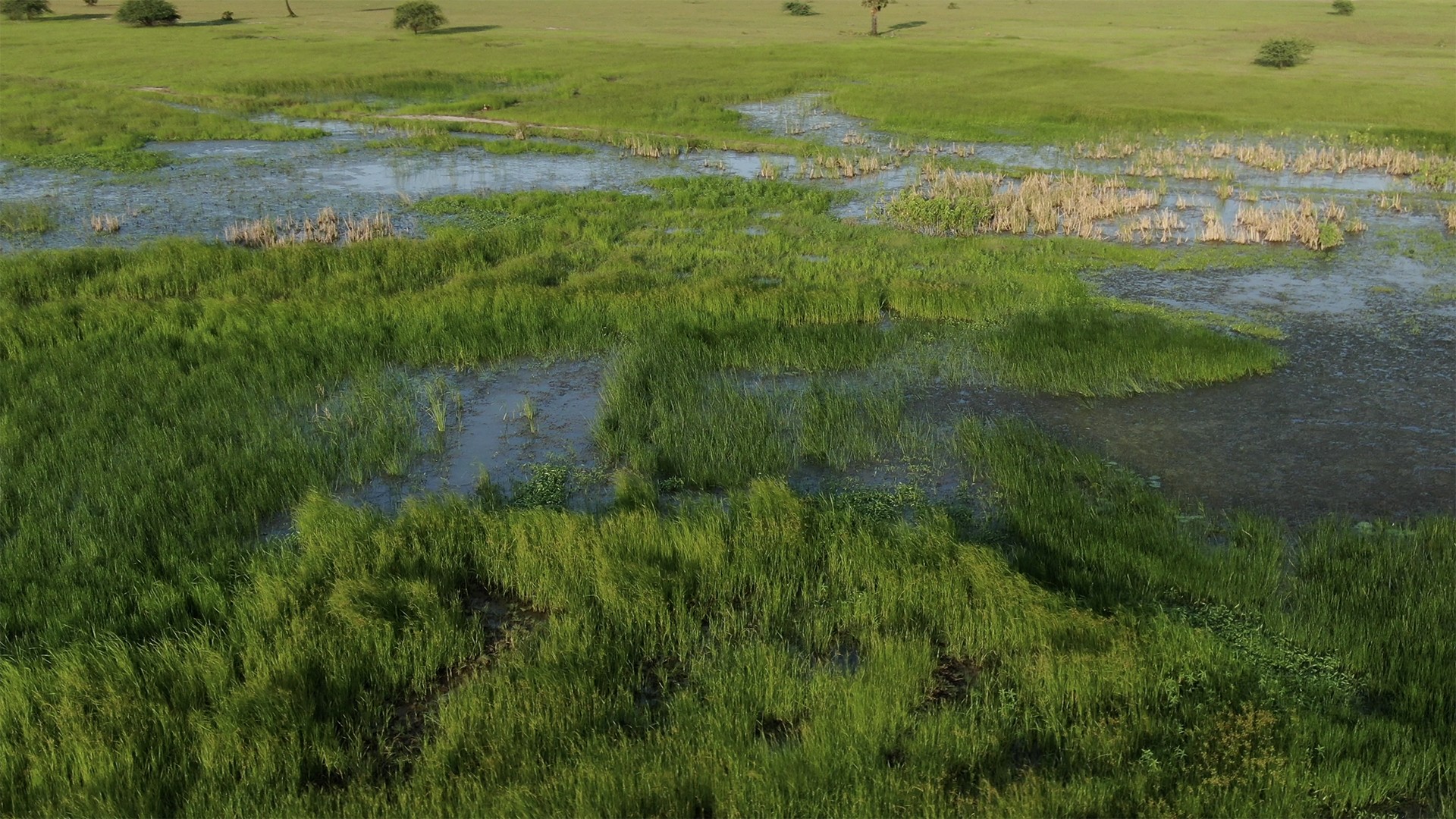 Screen shot at pm copy - Reminiscing Wetlands | Nature inFocus