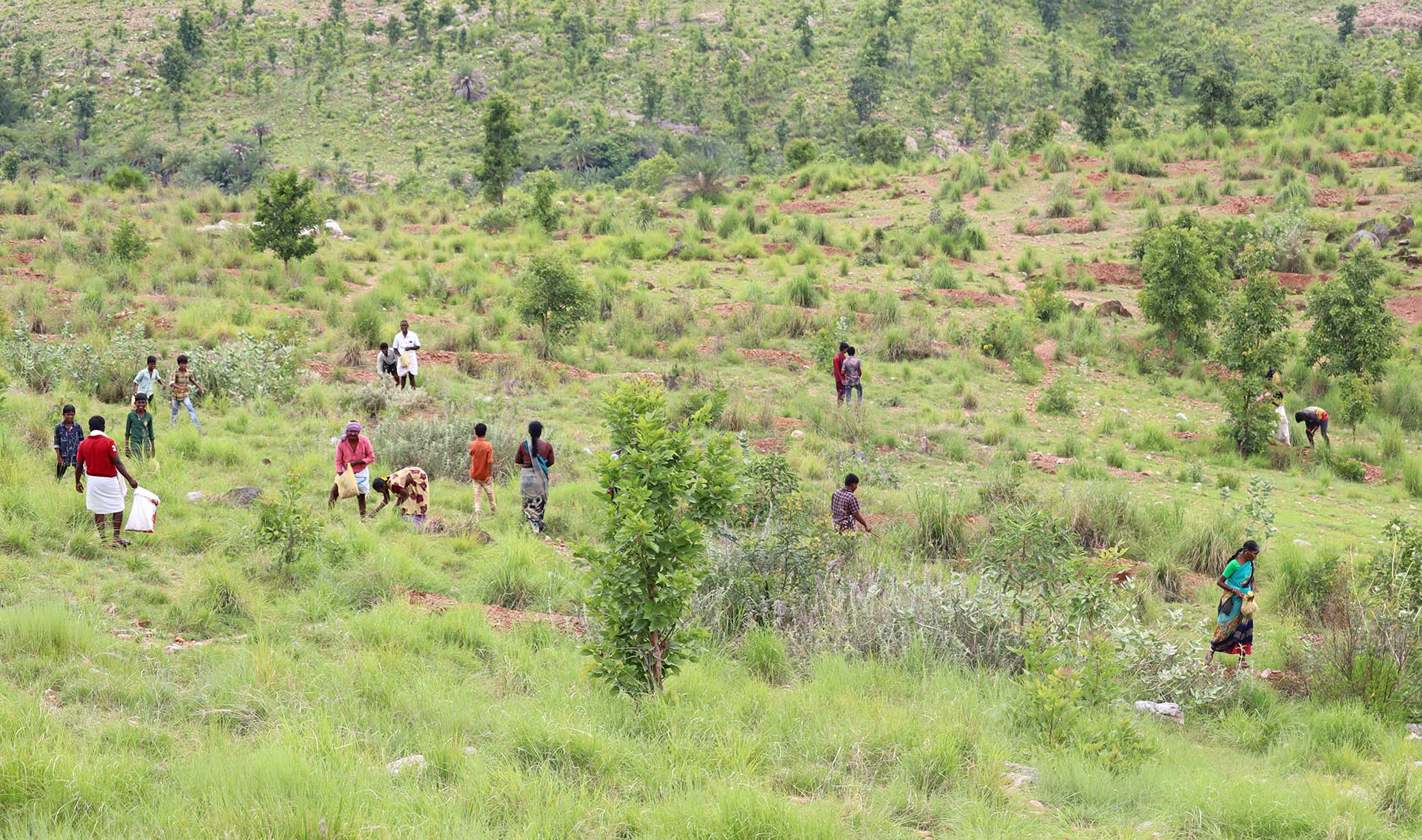 Seed dibbling camp Kogira village | Nature Infocus