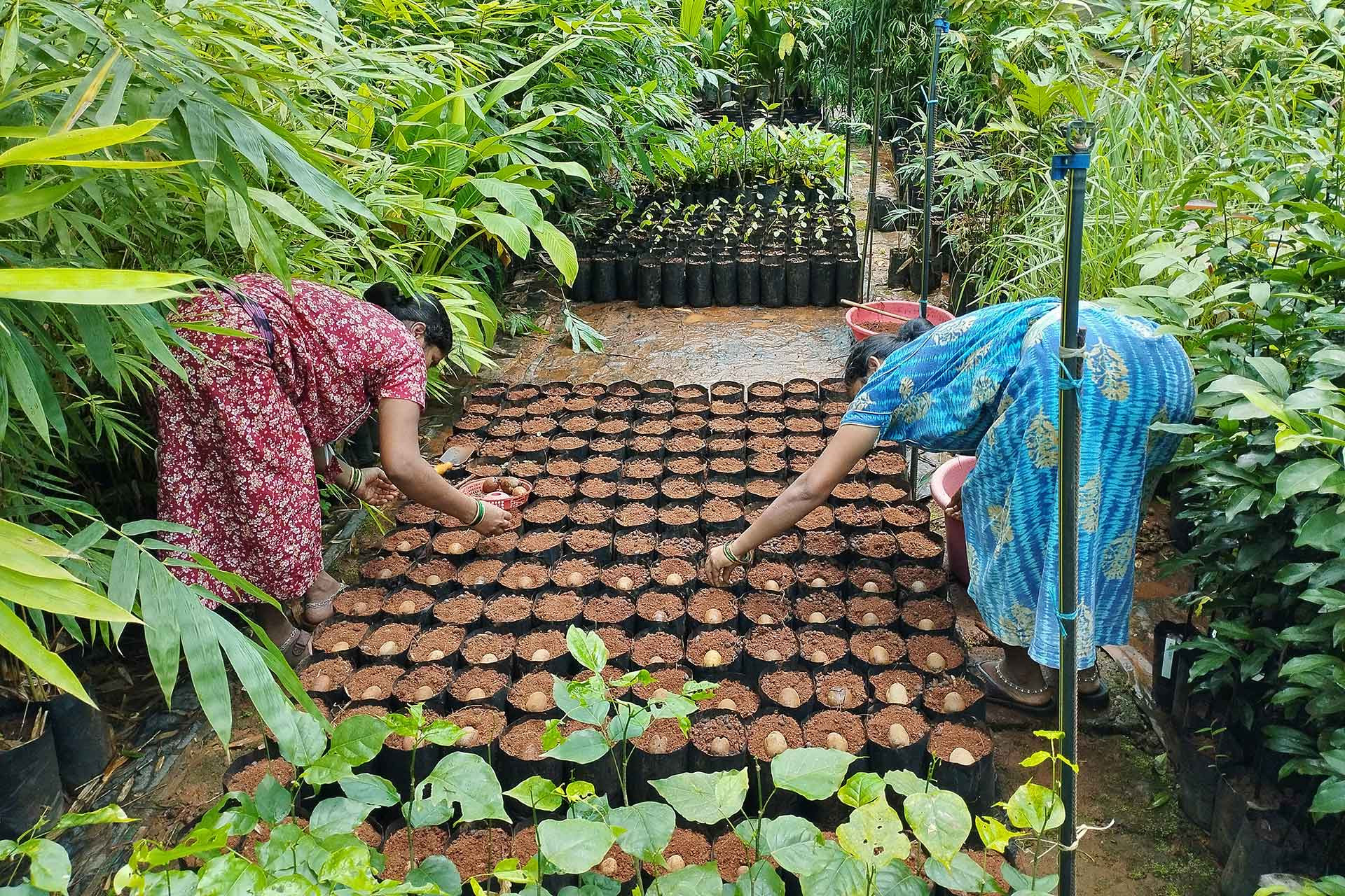 seed sowing activity | Nature Infocus