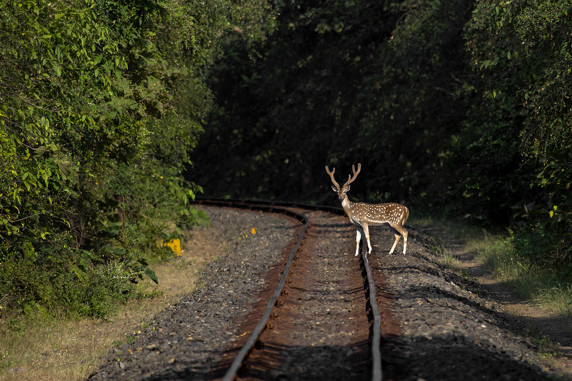 Spotted Deer on a railway track in Gir National Park, Gujarat