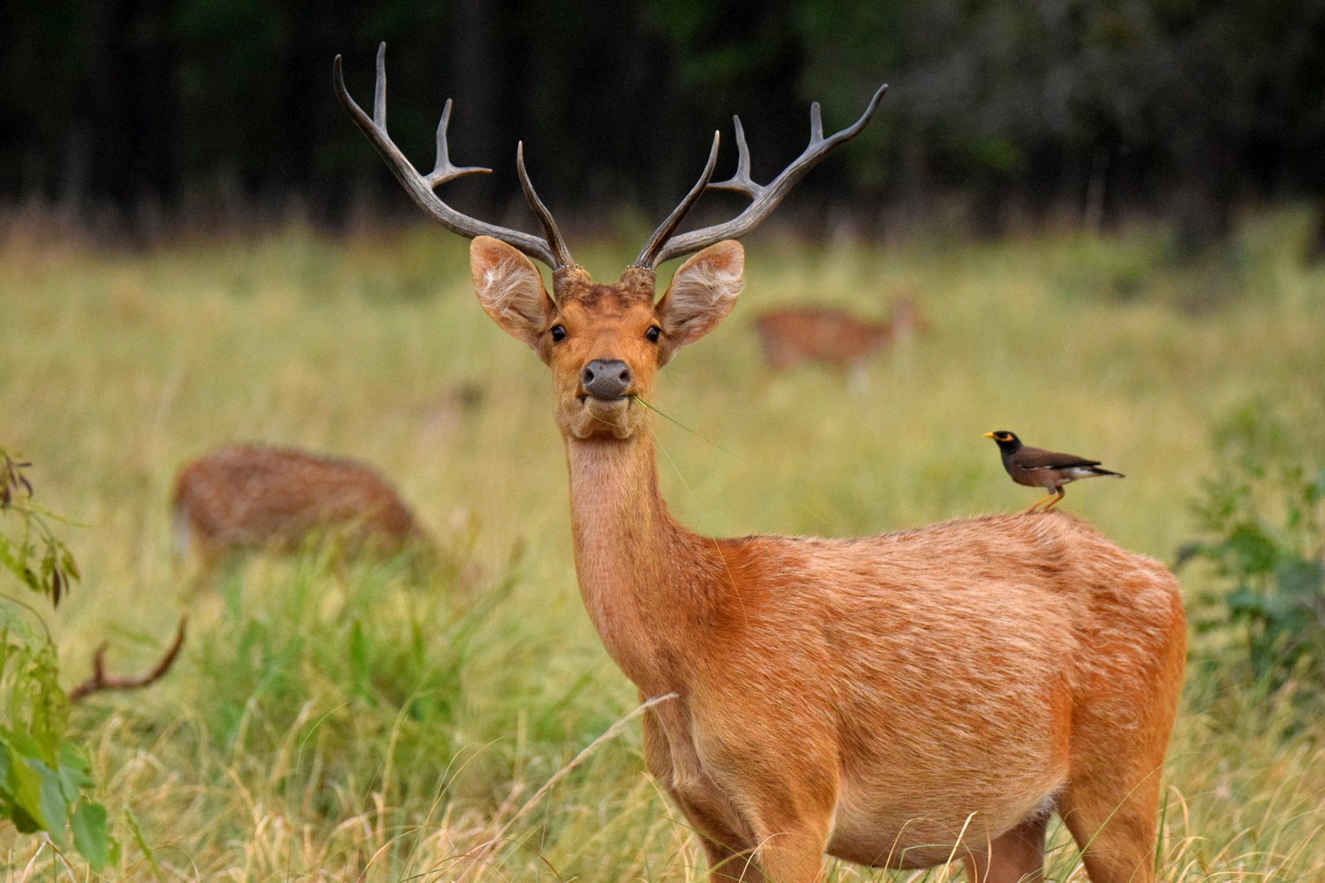Barasingha in Kanha