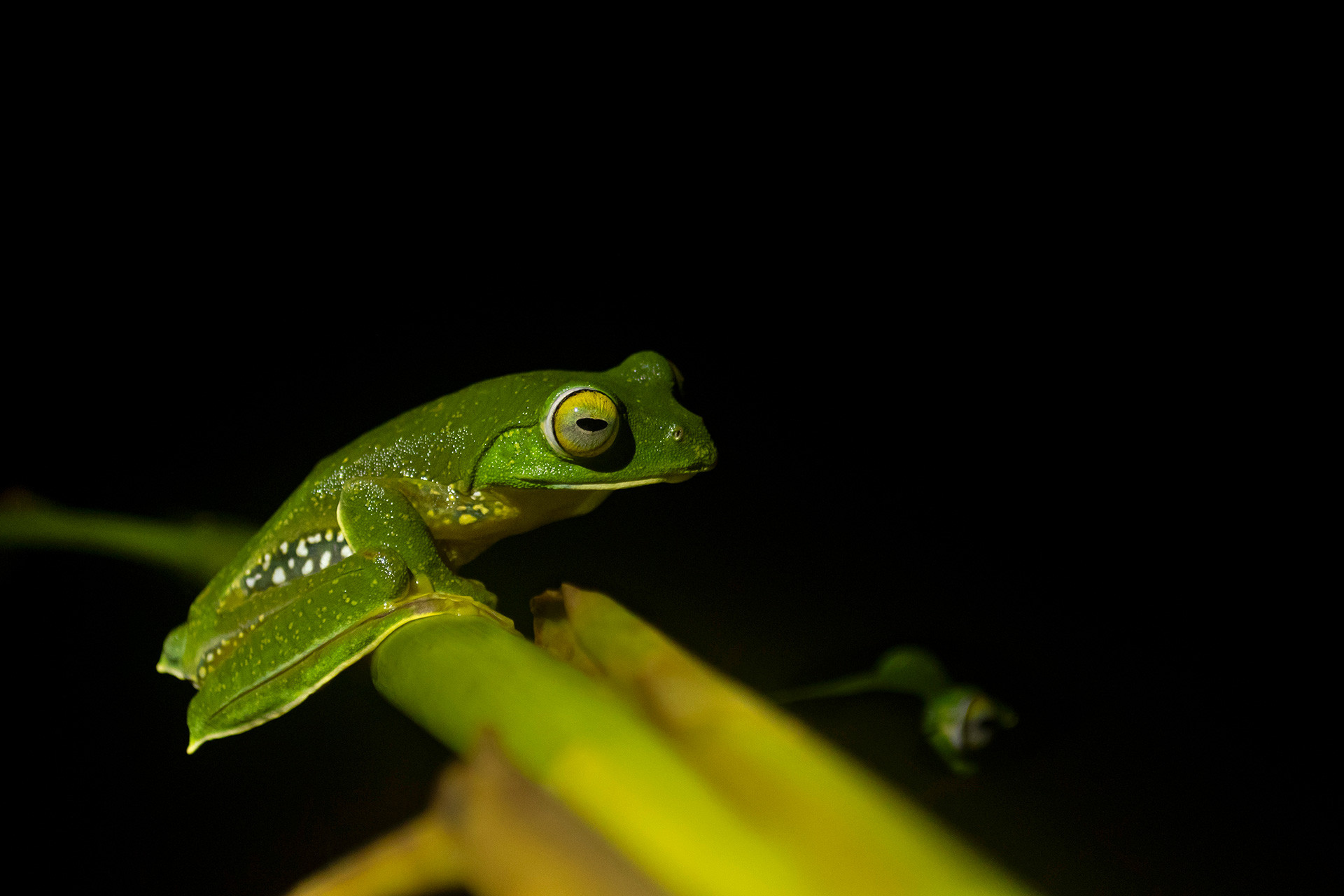 Anaimalai Flying Frog Rhacophorus pseudomalabaricus