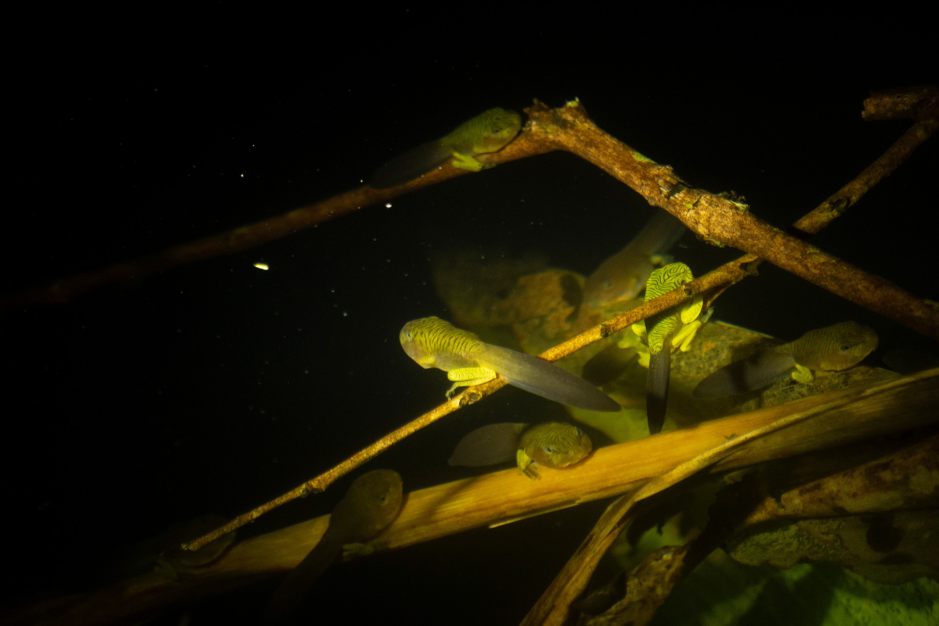 Tadpoles of Anaimalai Flying Frog