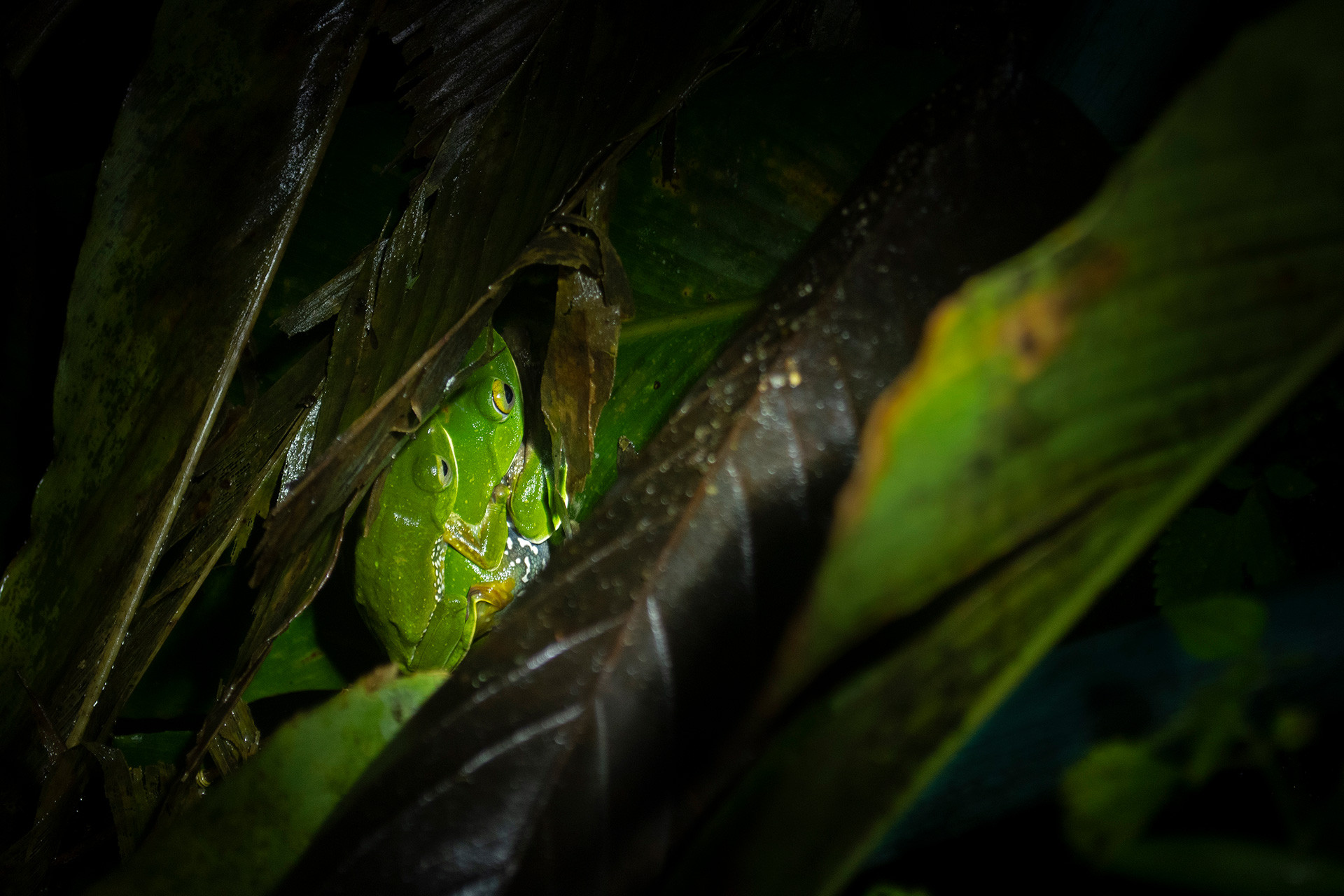 Mating pair of Anaimalai Flying Frogs