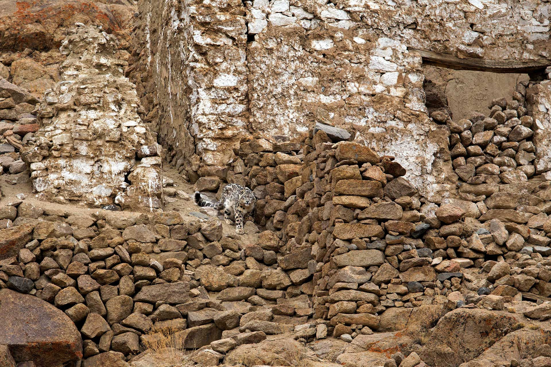 Snow Leopard a bold subadult decides to walk down the ruins of an old stup | Nature Infocus