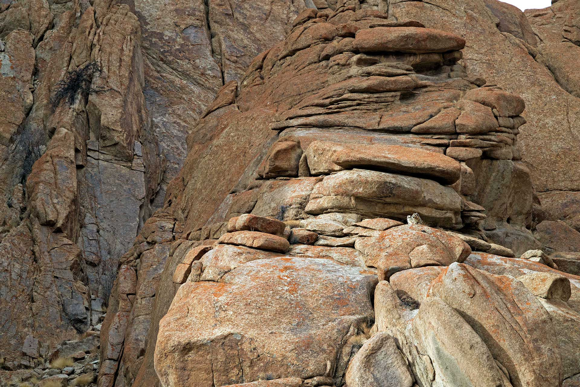 Snow Leopard scanning the landscape | Nature Infocus