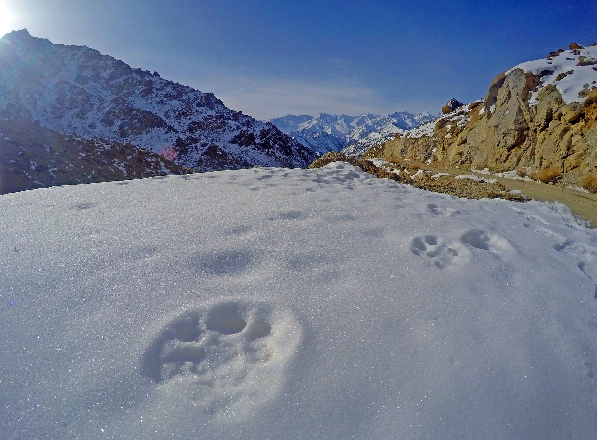 Snow Leopard Tracks by the roadside | Nature Infocus