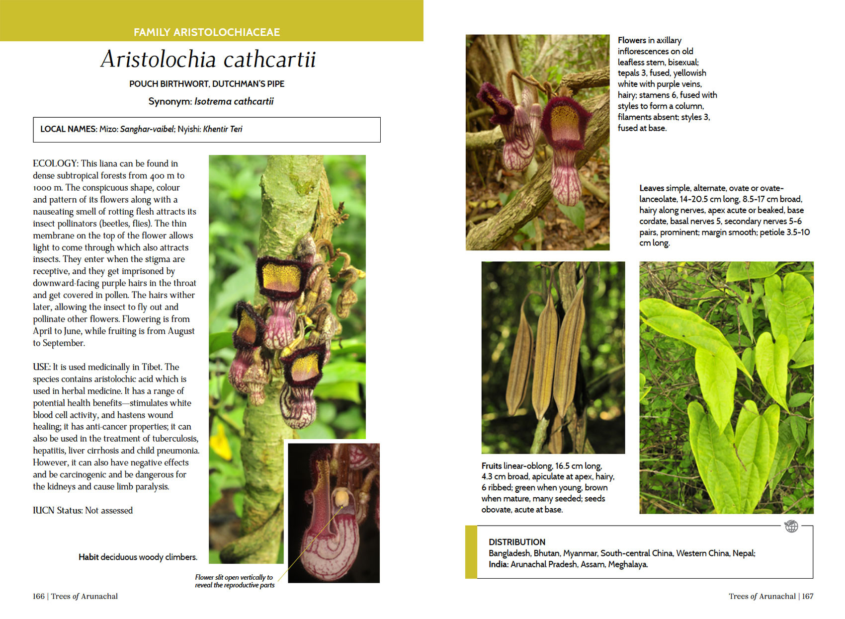      SpeciesPage   ArunachalTrees | Nature Infocus