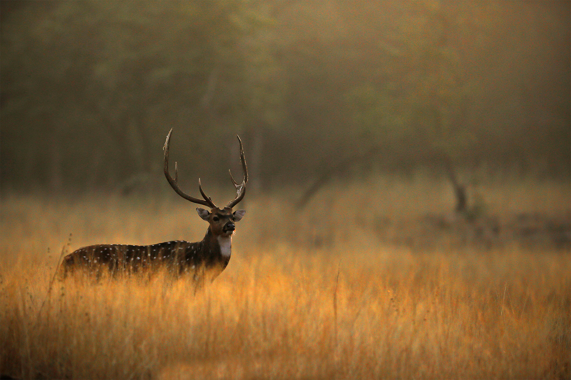 Spotted Deer Chital in a grassland in Panna Forest