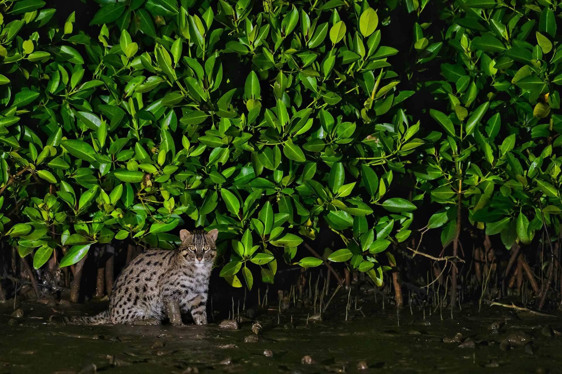 Fishing Cat in a mangrove forest | Nature inFocus