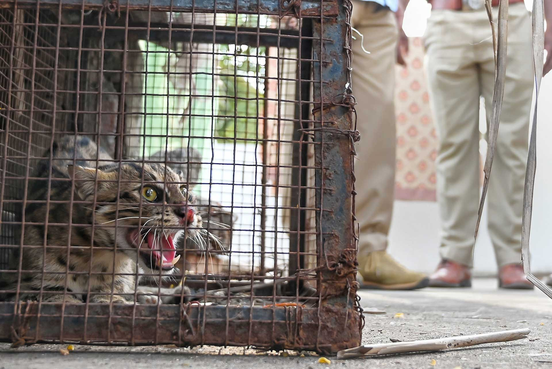 Rescue and release of a Fishing Cat | Nature inFocus